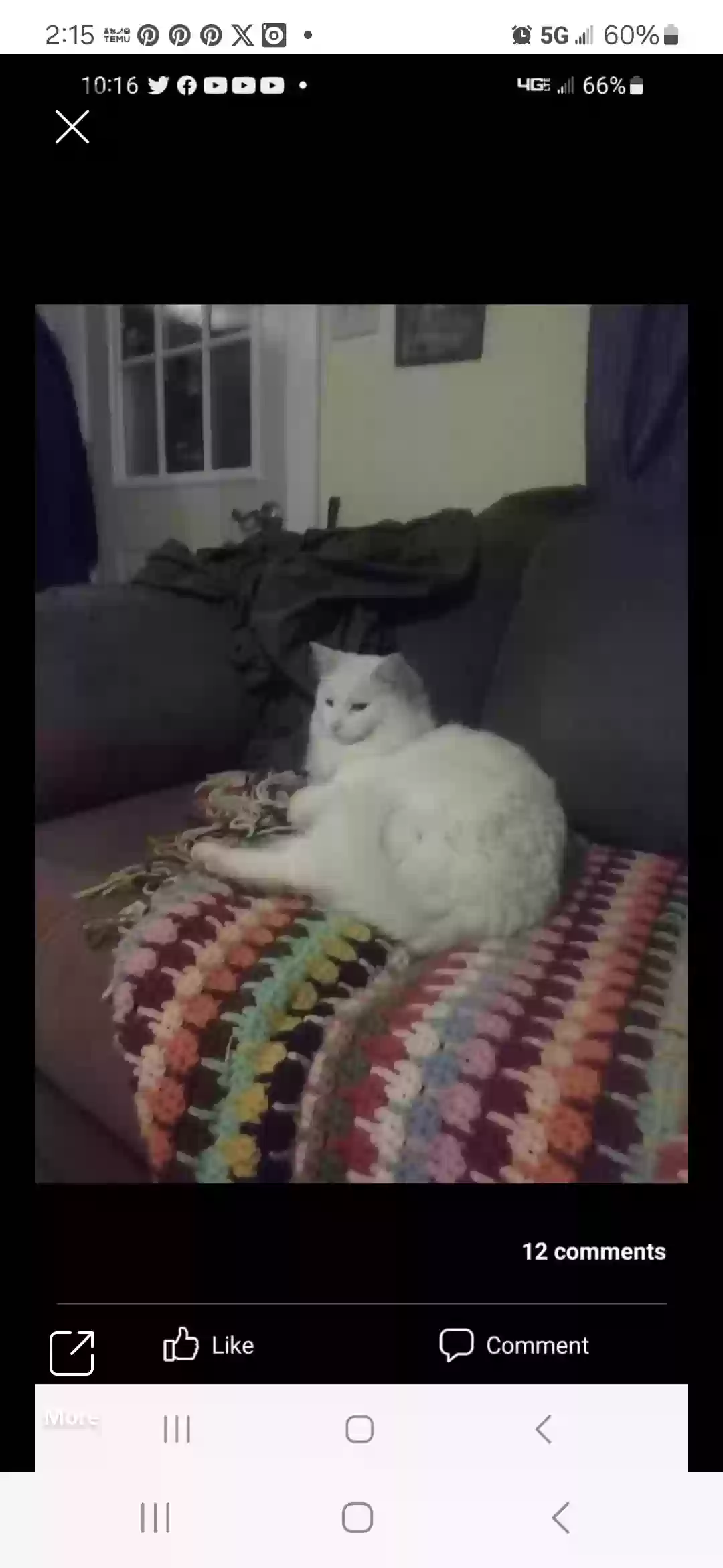 /lostandfound/images/lnfpets/original/170897_photo.webp