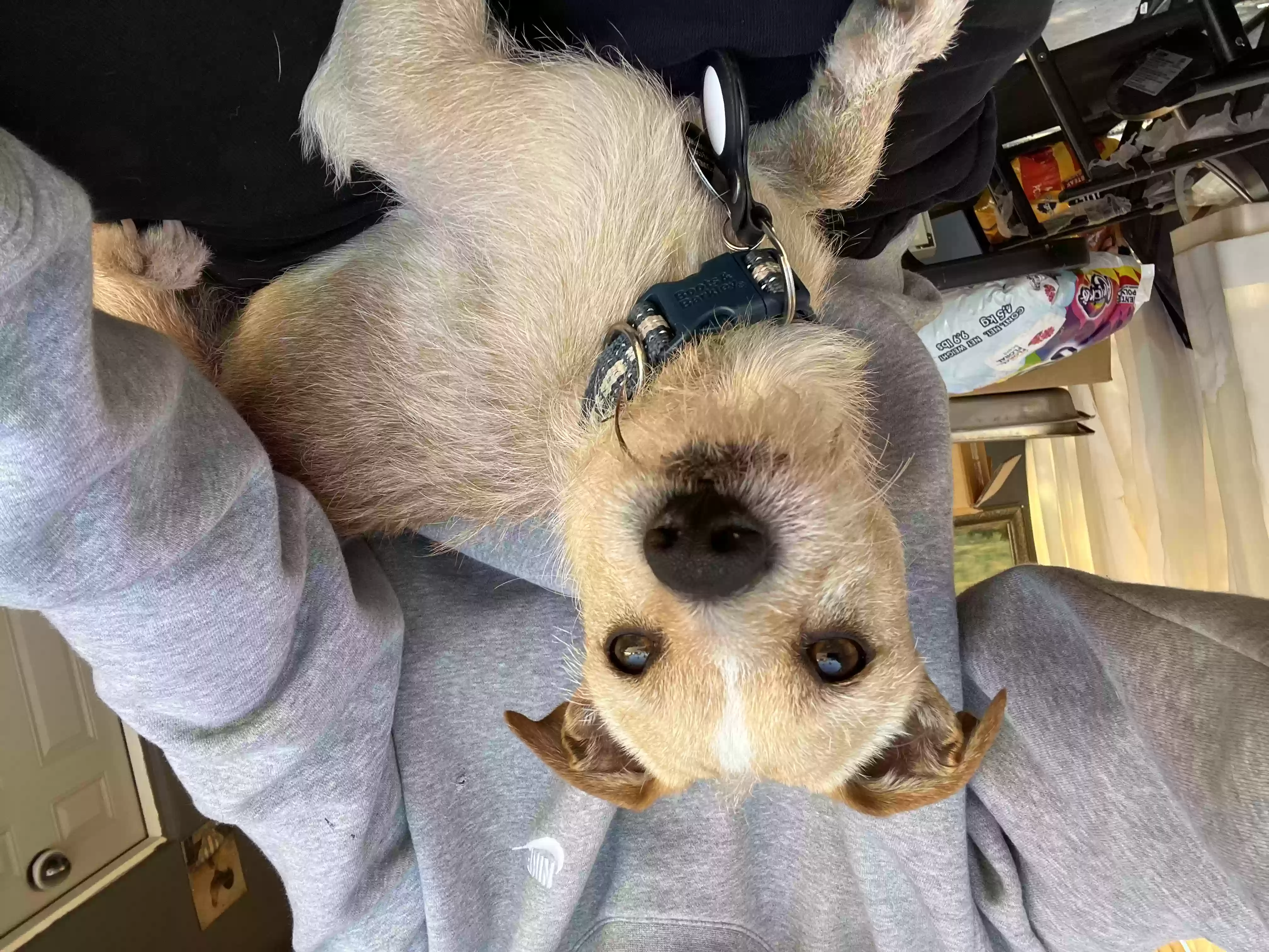 /lostandfound/images/lnfpets/original/170905_photo.webp