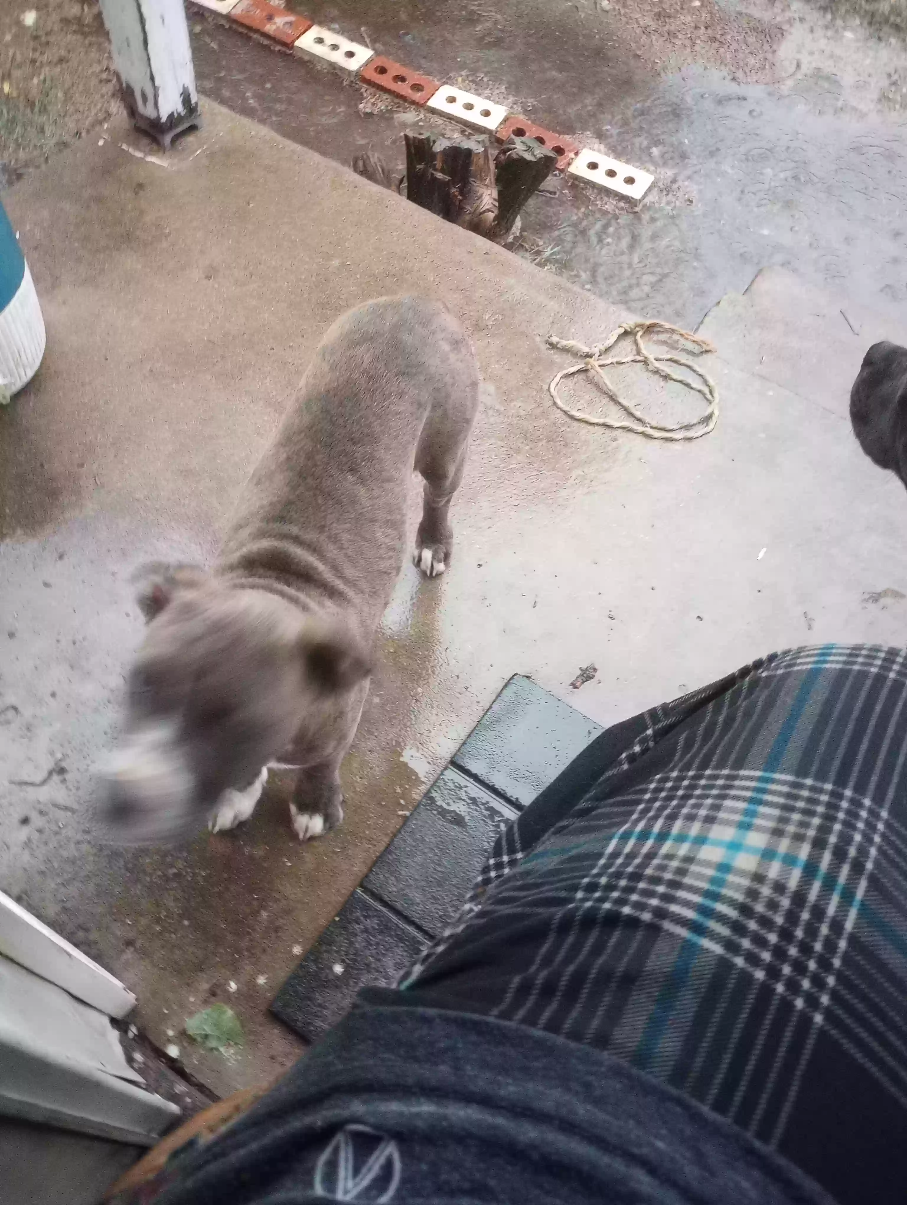 /lostandfound/images/lnfpets/original/170950_photo.webp
