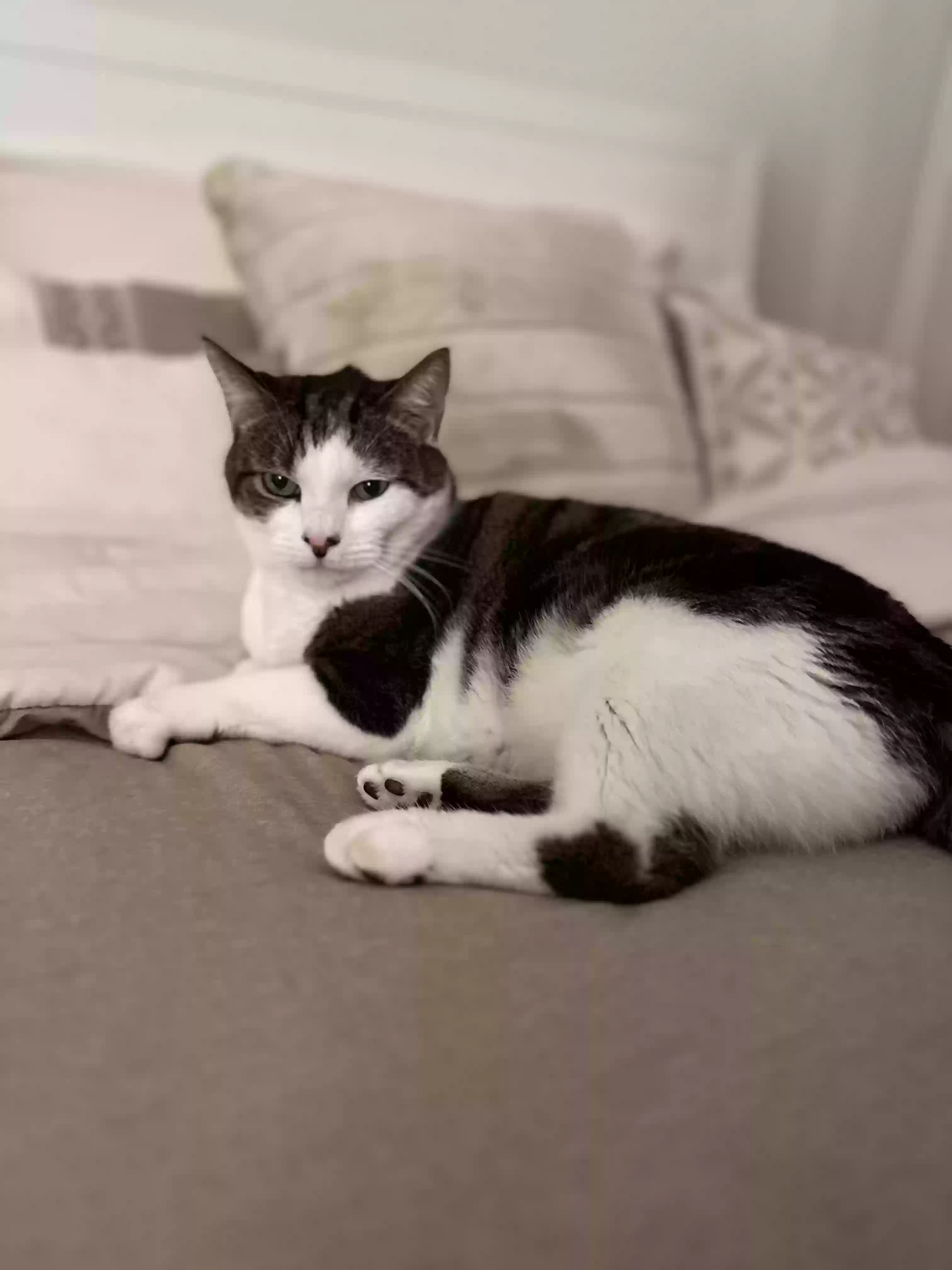 /lostandfound/images/lnfpets/original/171118_photo.webp