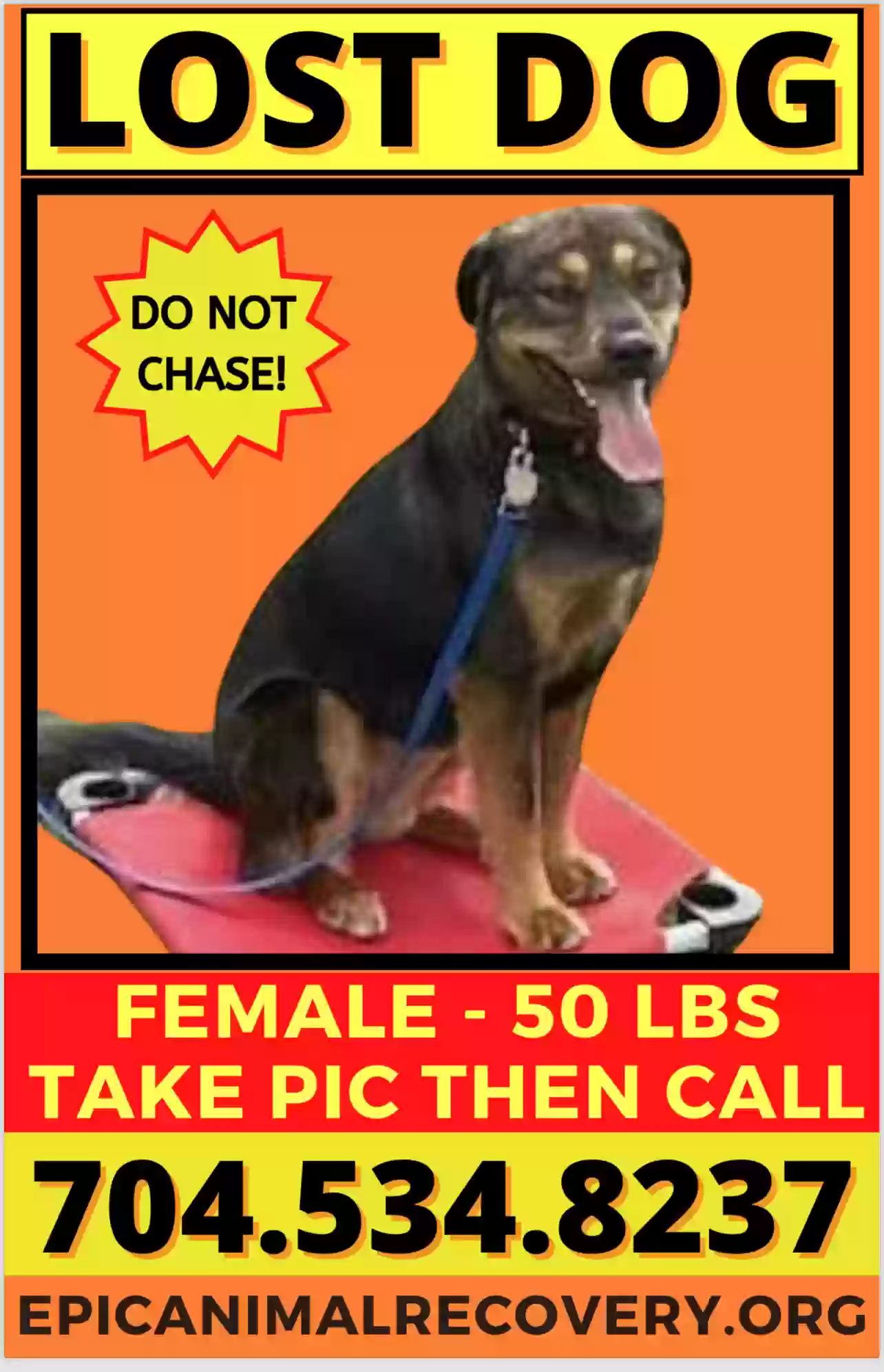 /lostandfound/images/lnfpets/original/171276_photo.webp