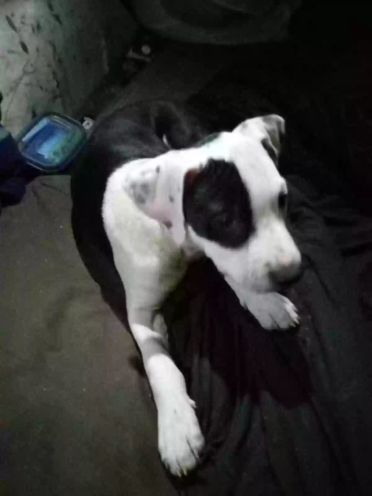 /lostandfound/images/lnfpets/original/171361_photo.webp
