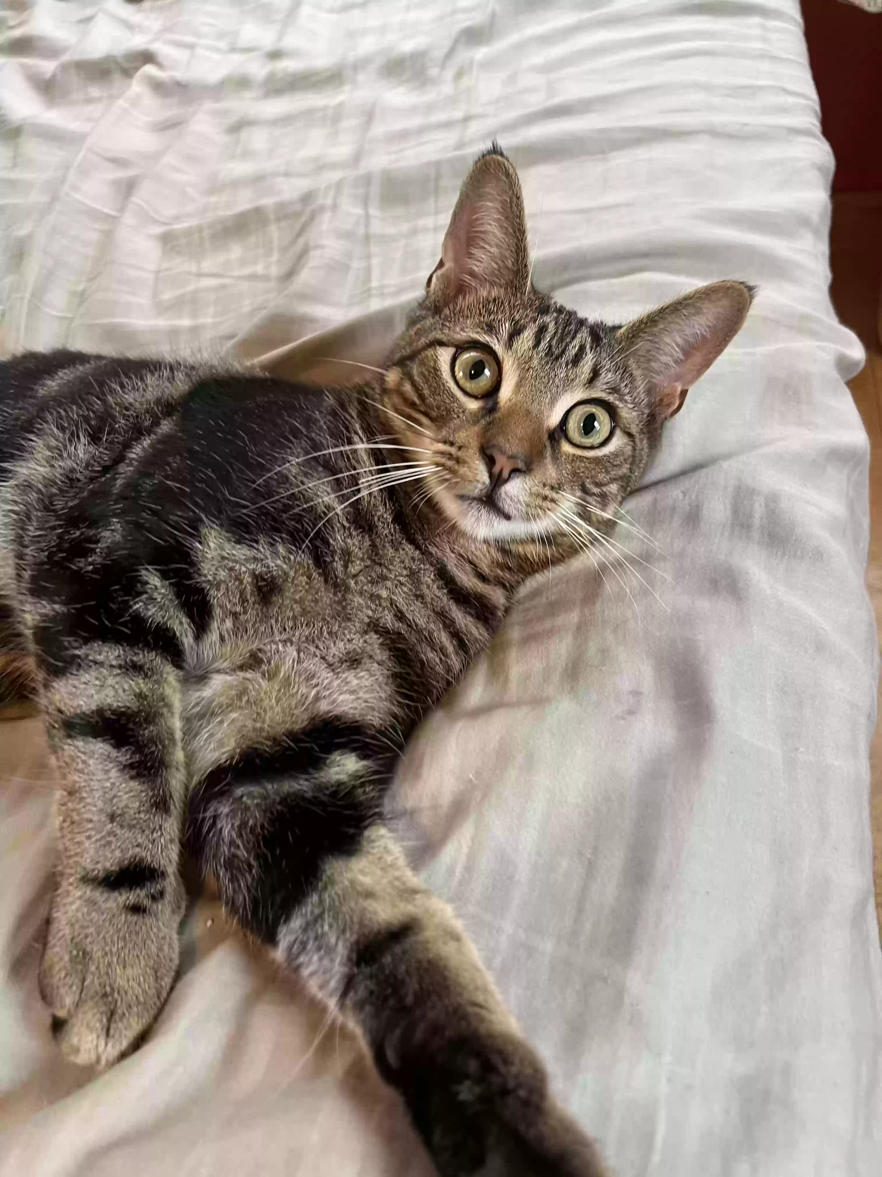 /lostandfound/images/lnfpets/original/171416_photo.webp