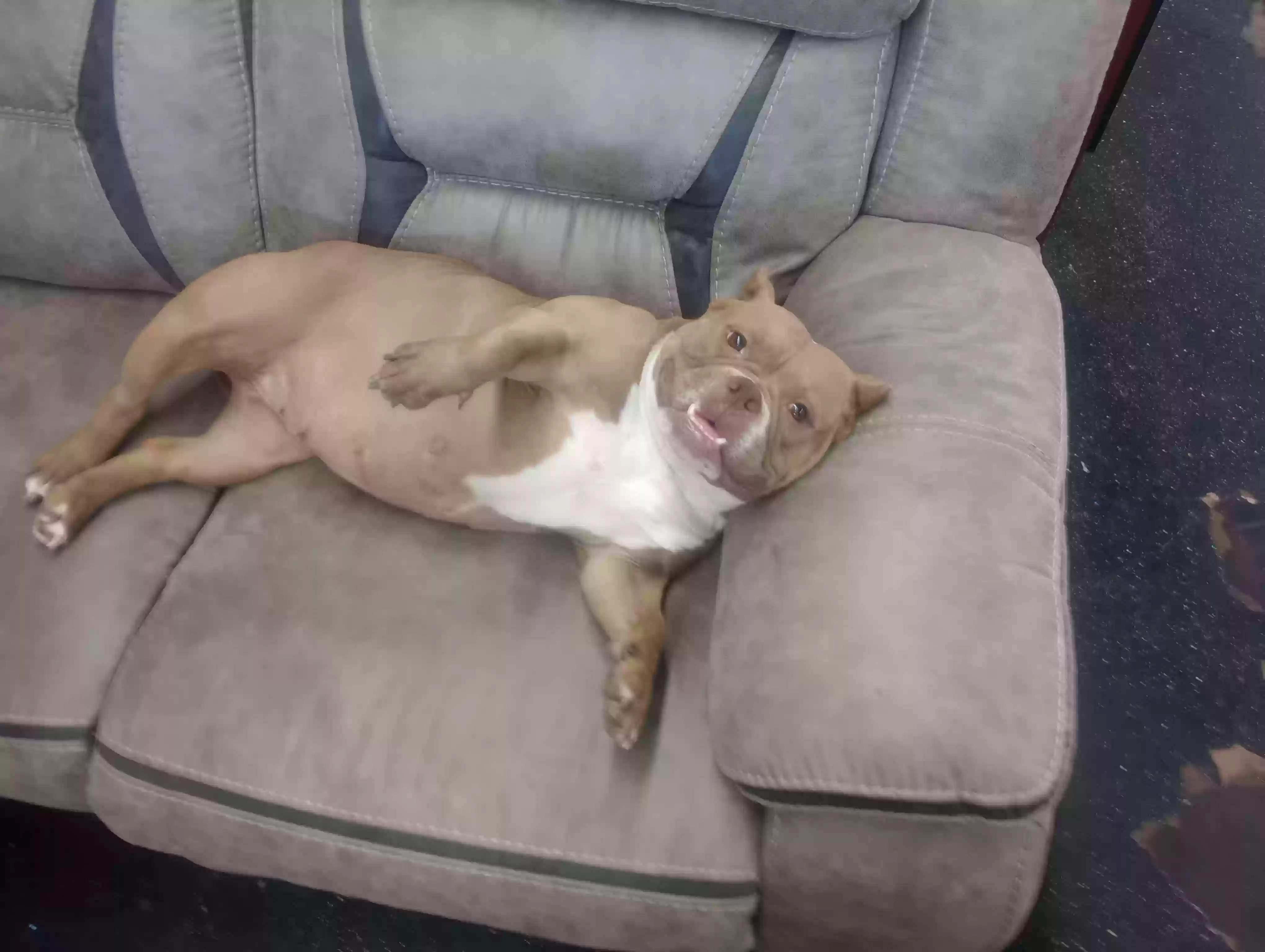 /lostandfound/images/lnfpets/original/171564_photo.webp