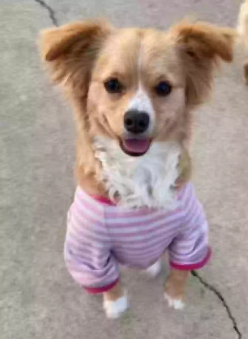 /lostandfound/images/lnfpets/original/171727_photo.webp