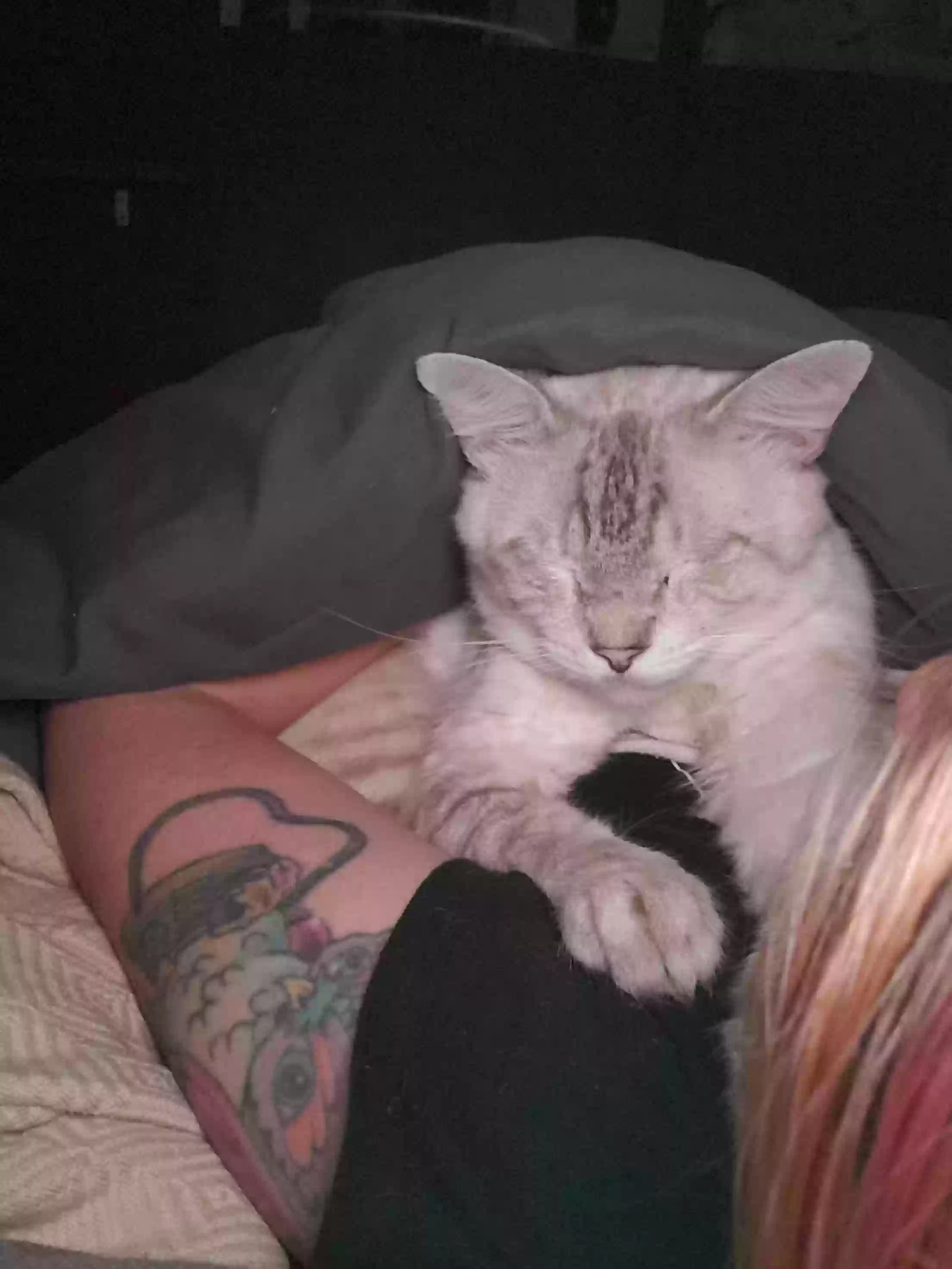 /lostandfound/images/lnfpets/original/171736_photo.webp