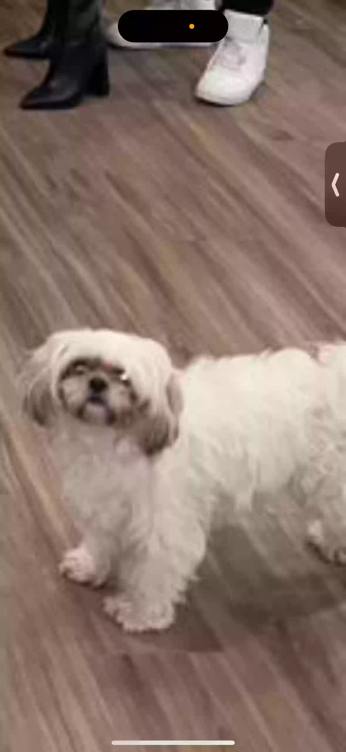 /lostandfound/images/lnfpets/original/171748_photo.webp