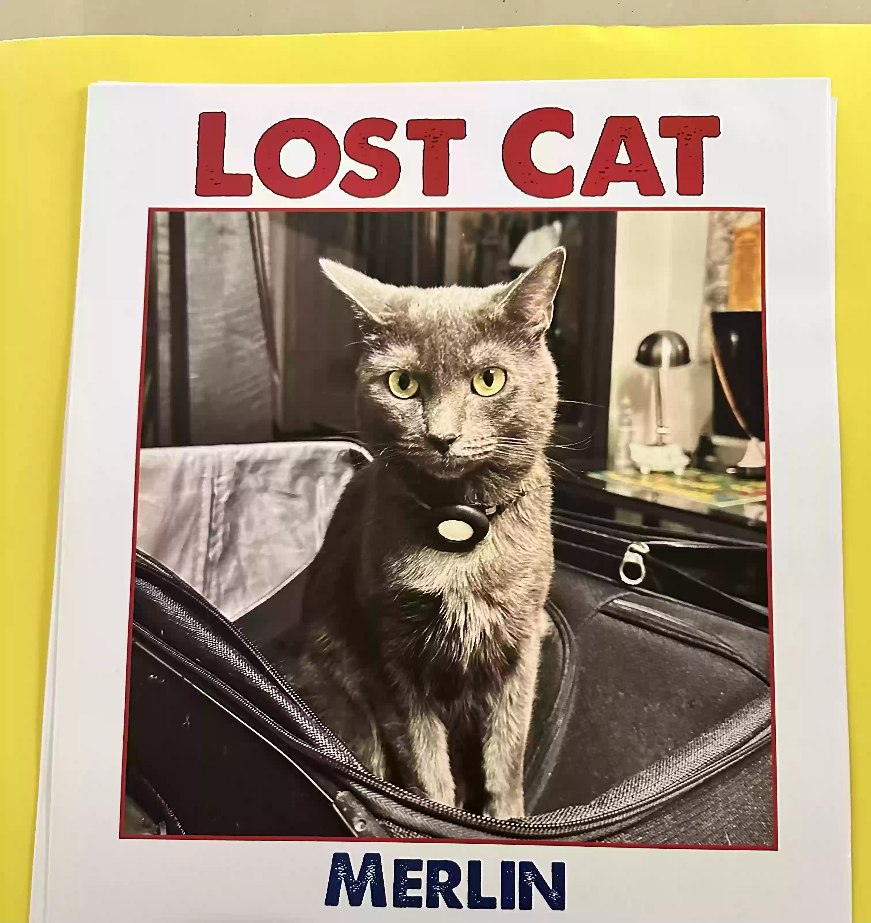 /lostandfound/images/lnfpets/original/171952_photo.webp