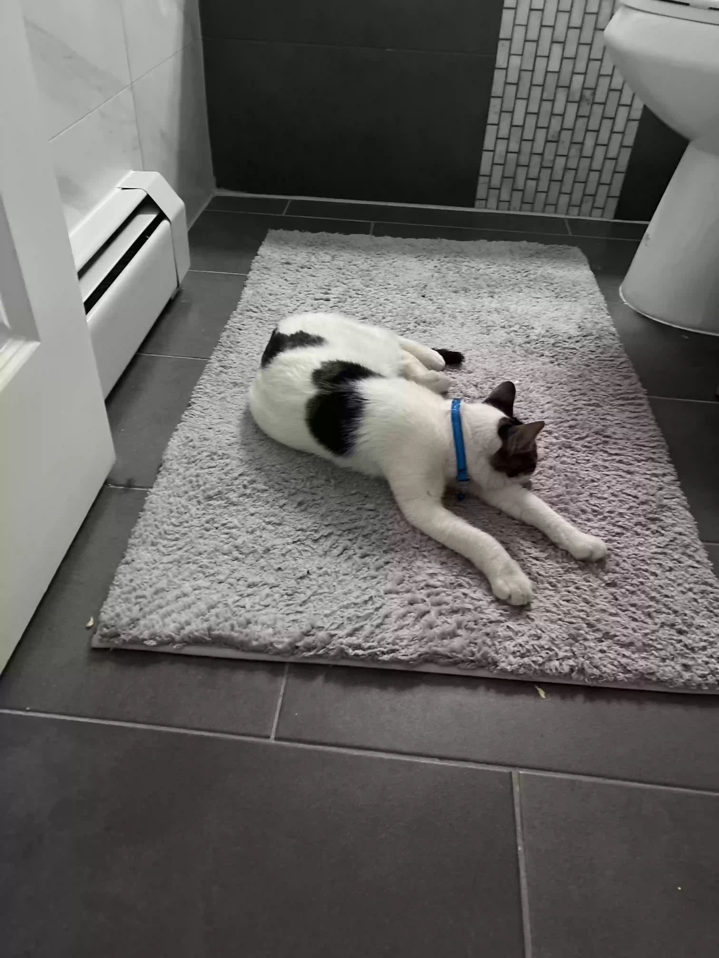 /lostandfound/images/lnfpets/original/172064_photo.webp