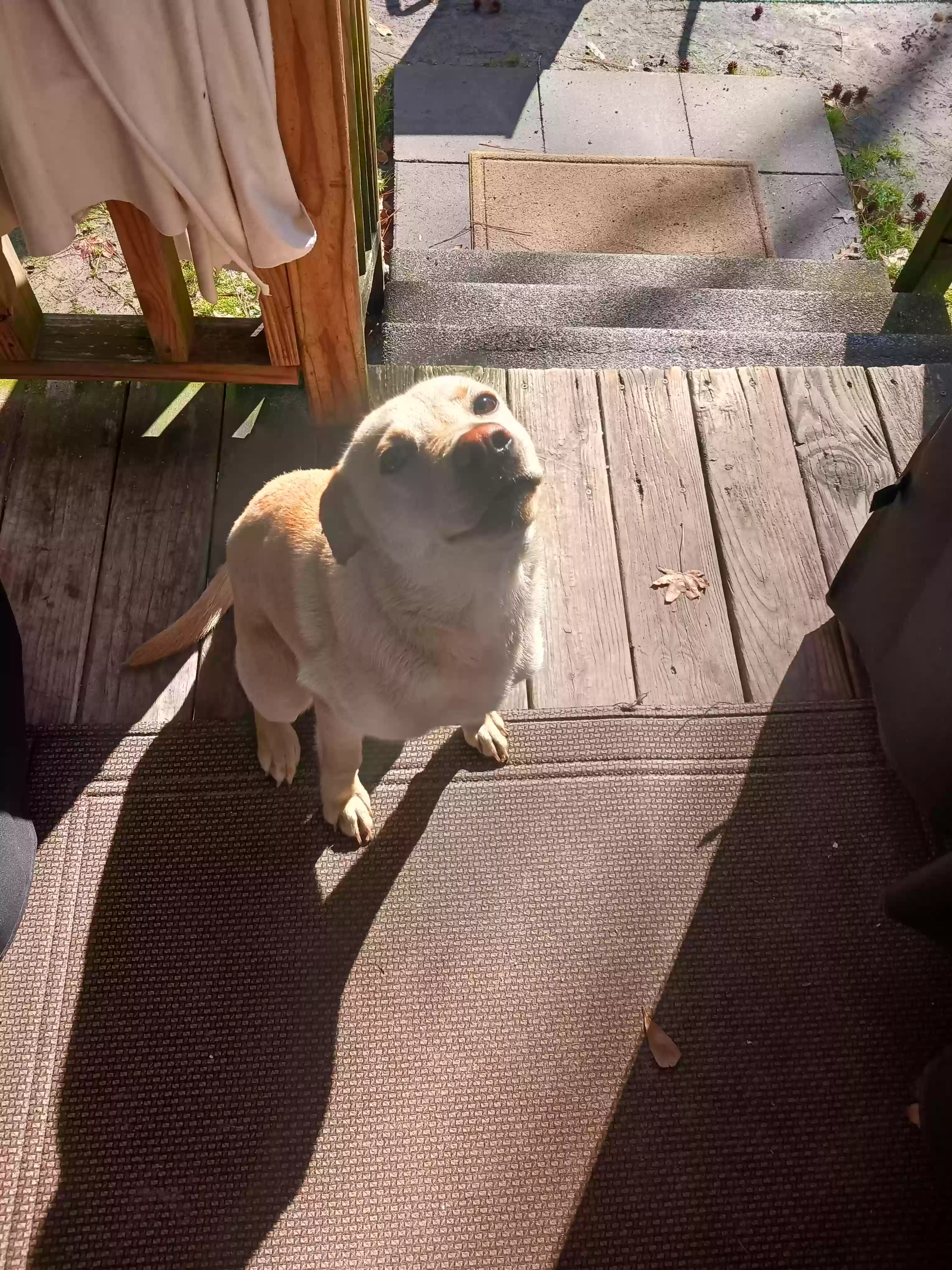 /lostandfound/images/lnfpets/original/172163_photo.webp