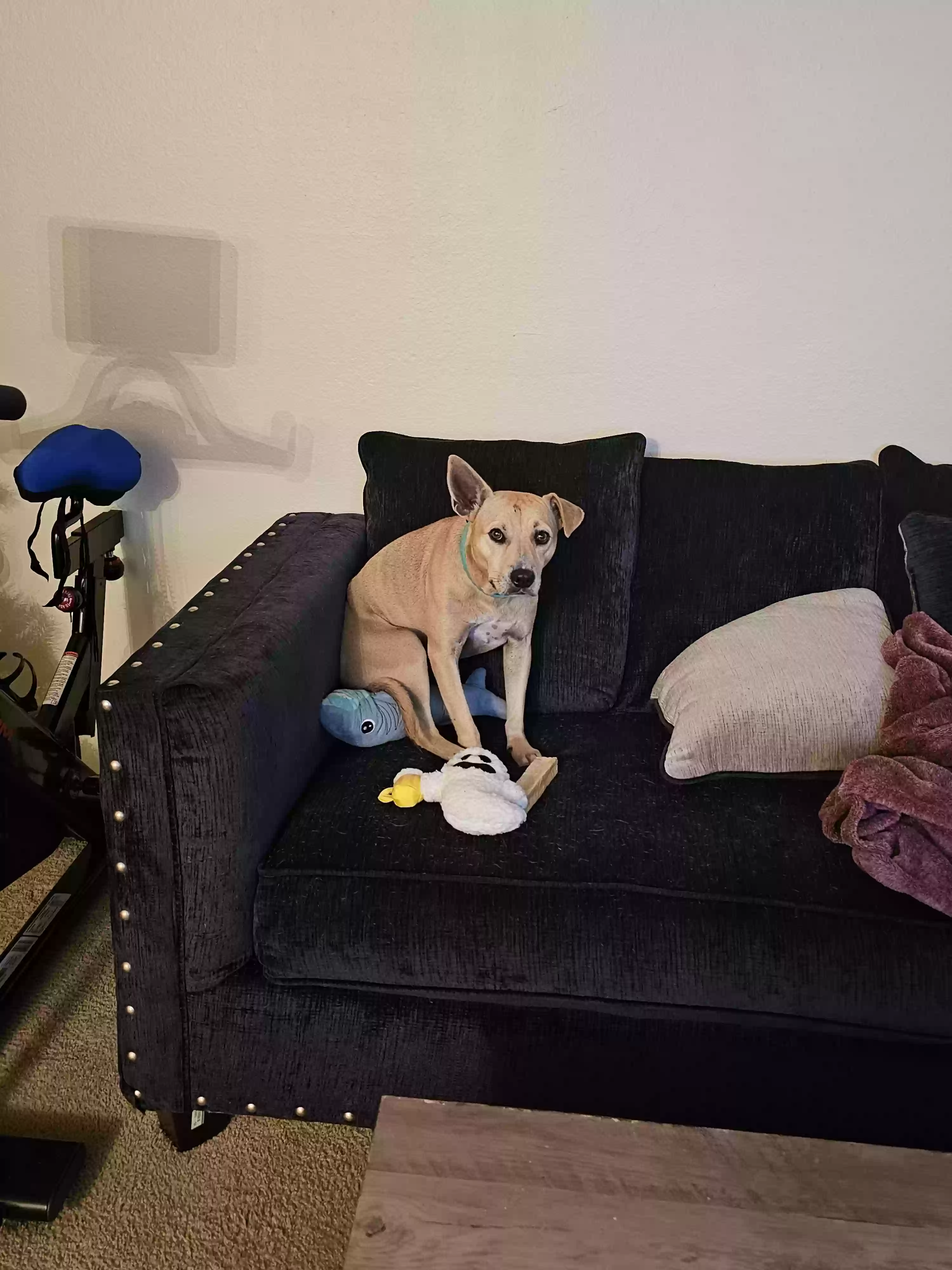 /lostandfound/images/lnfpets/original/172208_photo.webp