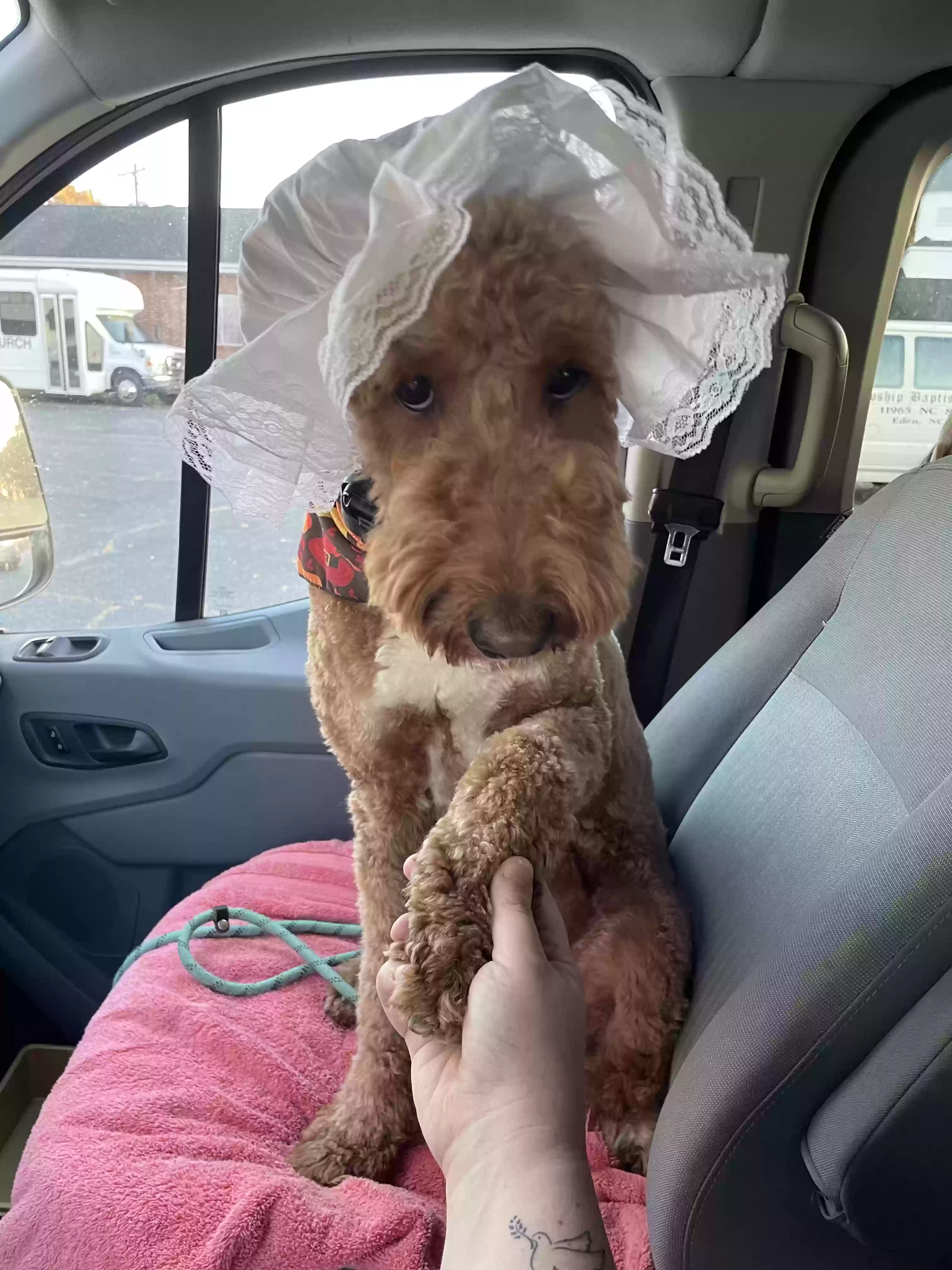 /lostandfound/images/lnfpets/original/172238_photo.webp