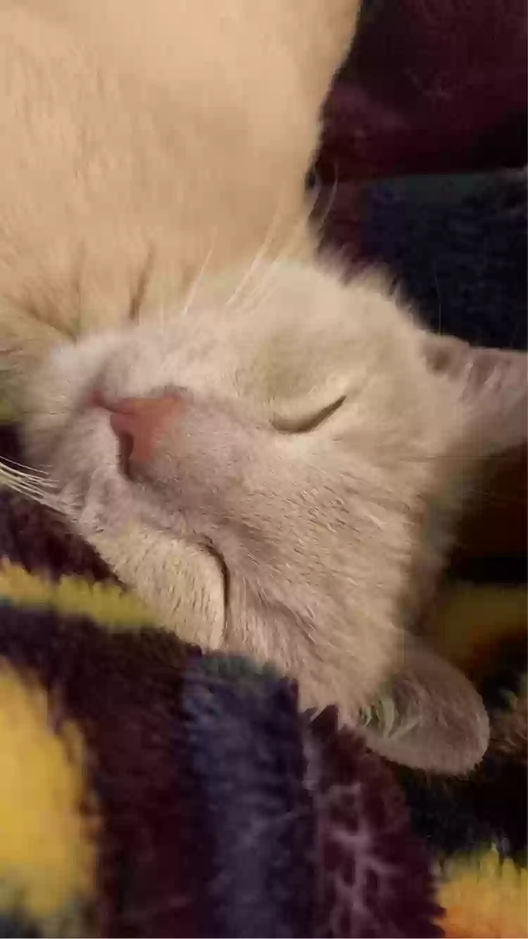 /lostandfound/images/lnfpets/original/172422_photo.webp