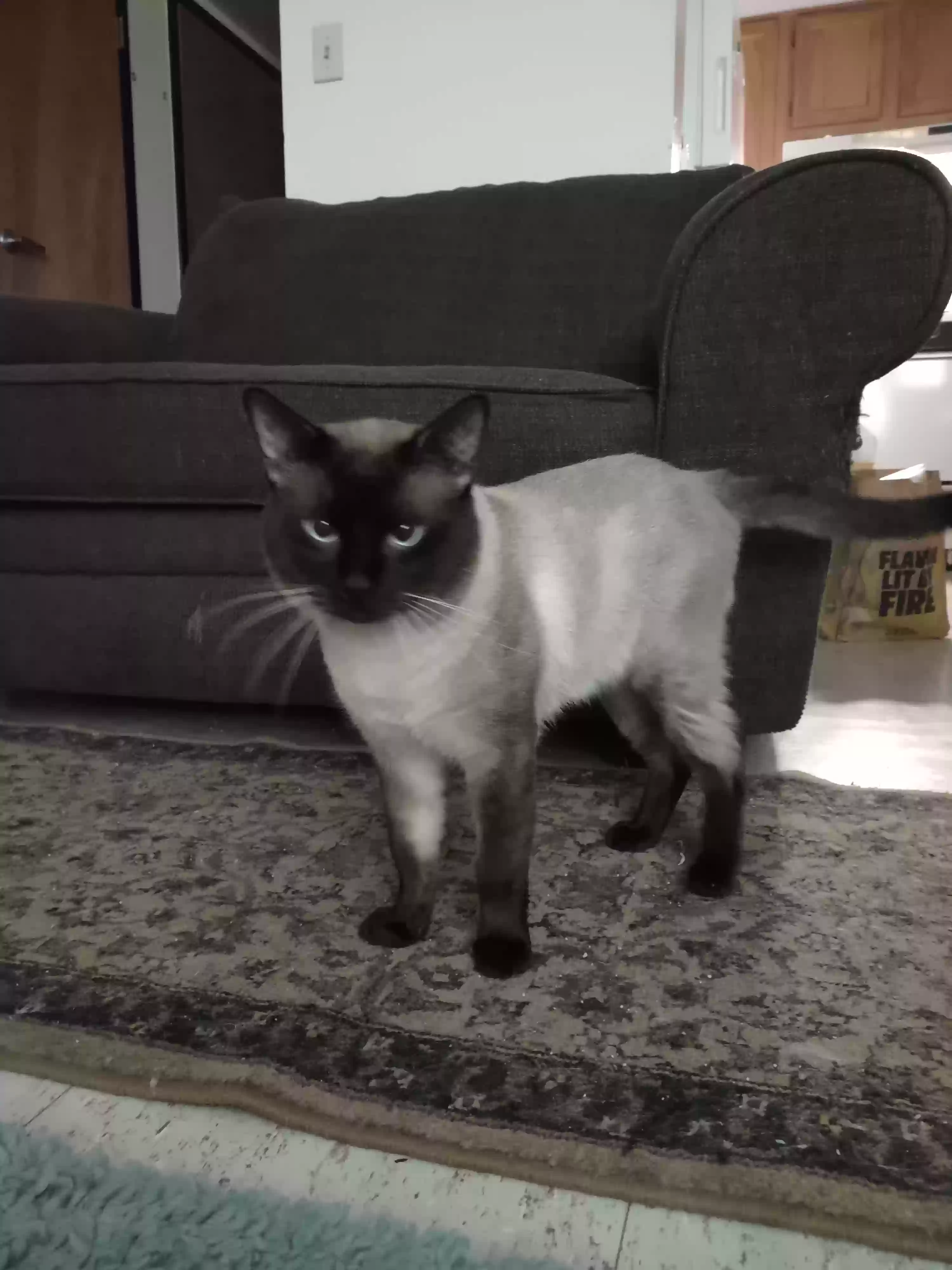 /lostandfound/images/lnfpets/original/172671_photo.webp