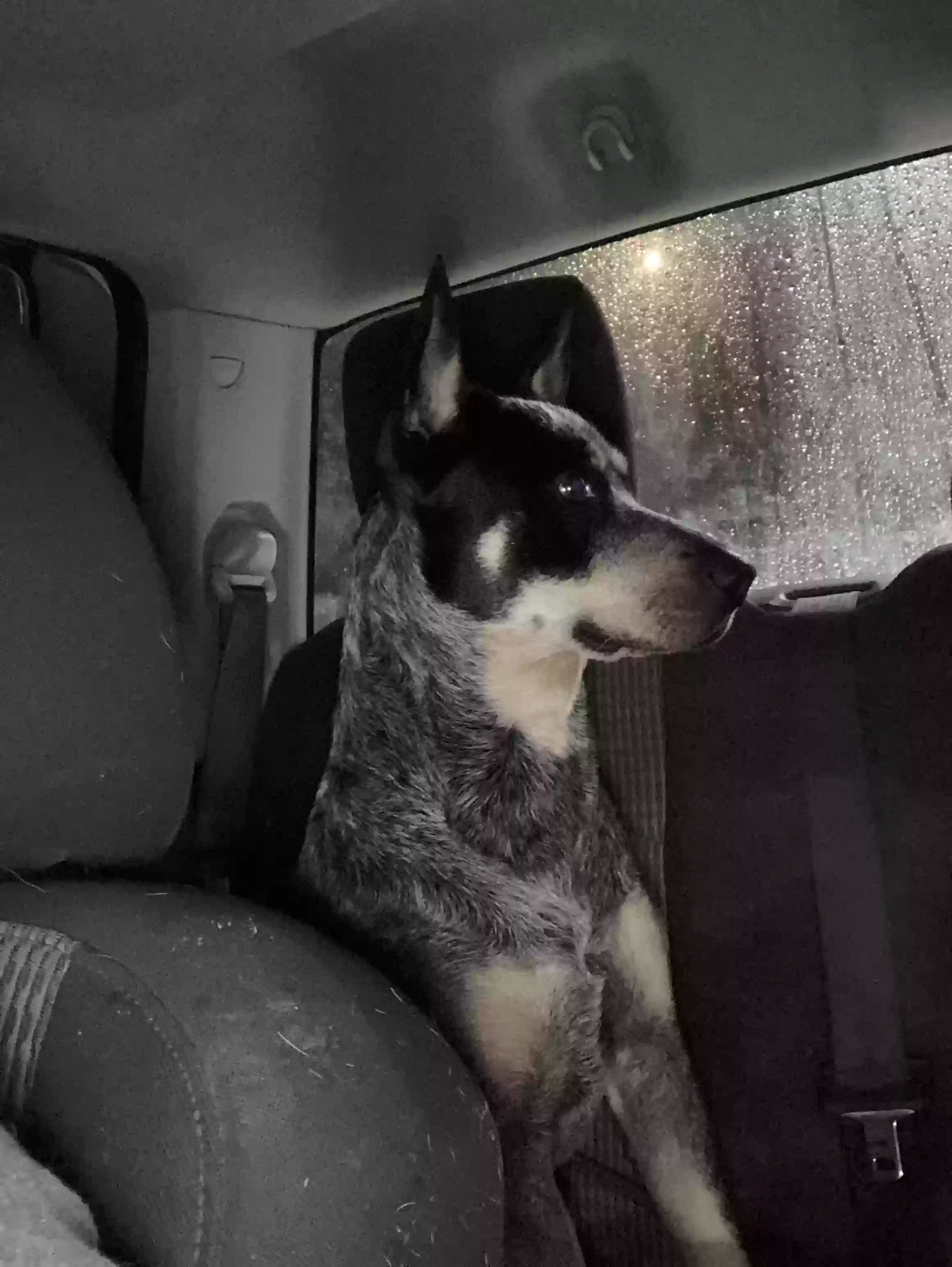 /lostandfound/images/lnfpets/original/172728_photo.webp