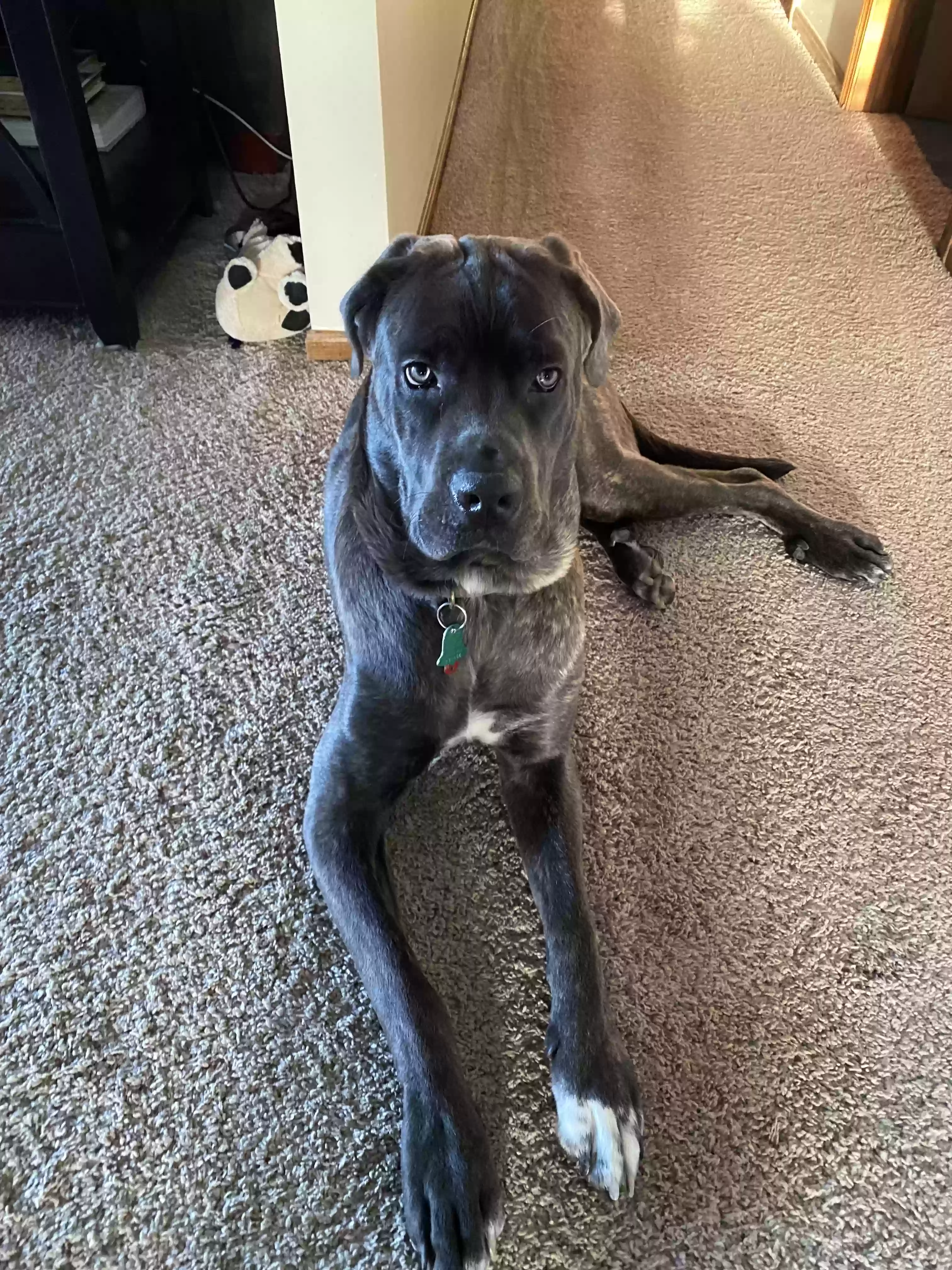 /lostandfound/images/lnfpets/original/172815_photo.webp