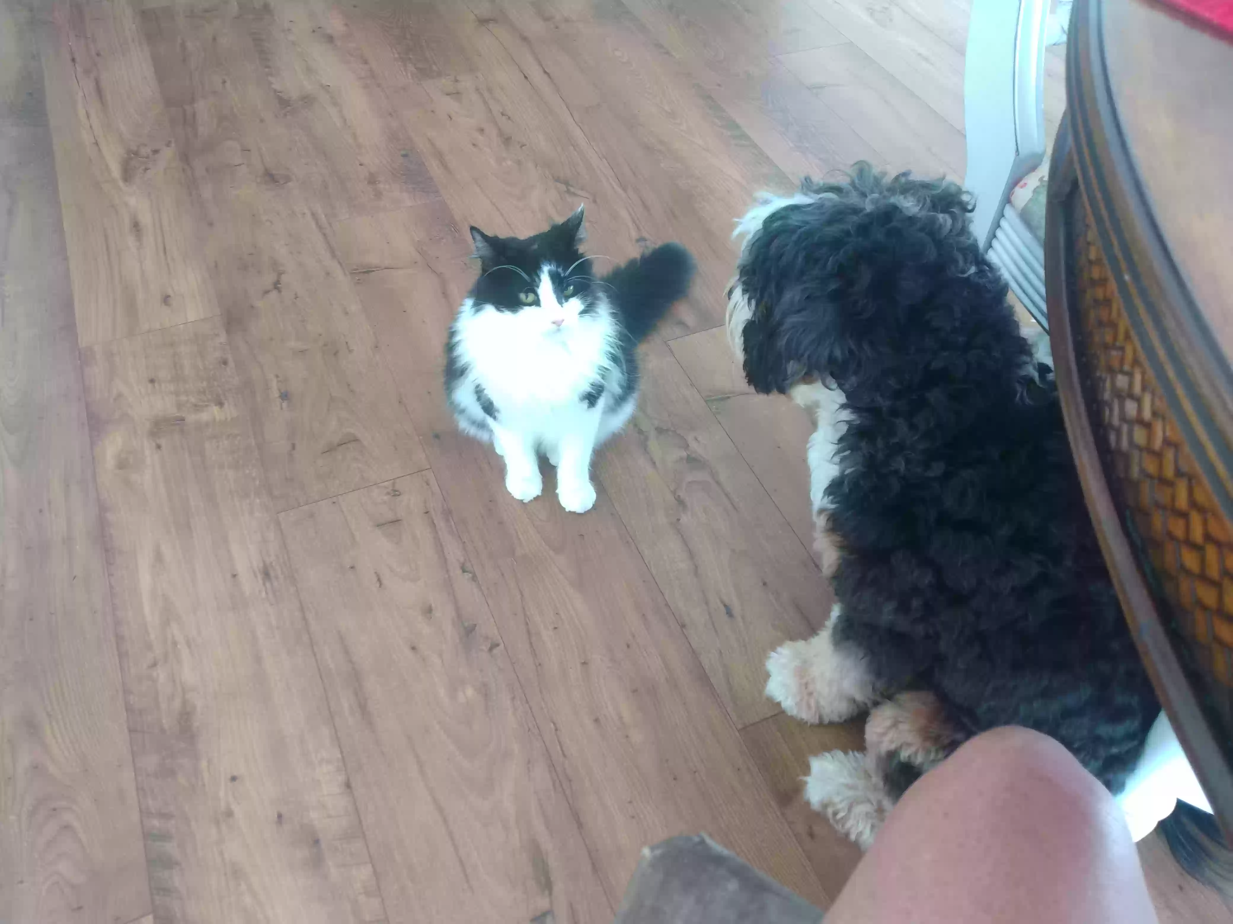 /lostandfound/images/lnfpets/original/172857_photo.webp