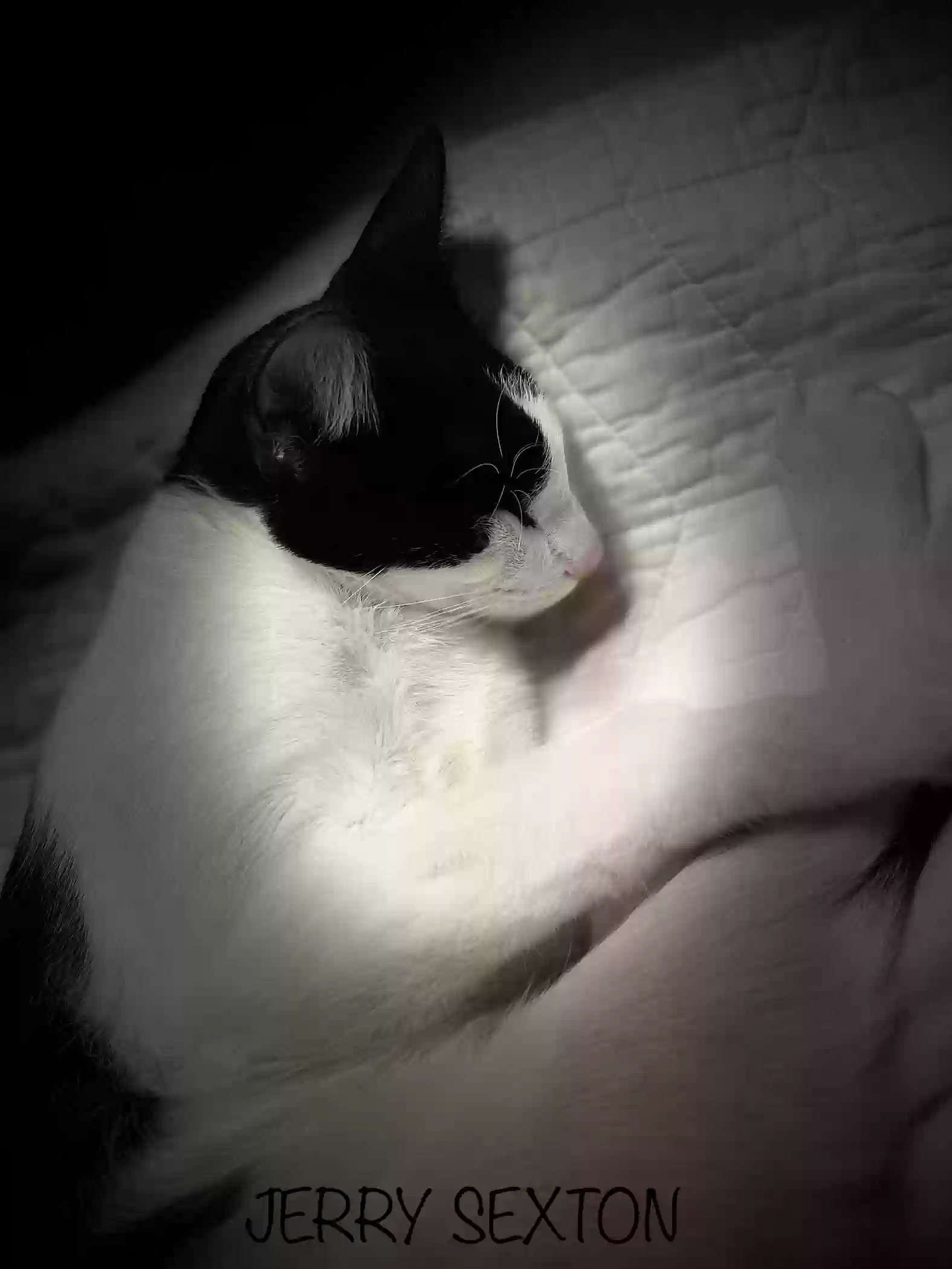 /lostandfound/images/lnfpets/original/172989_photo.webp
