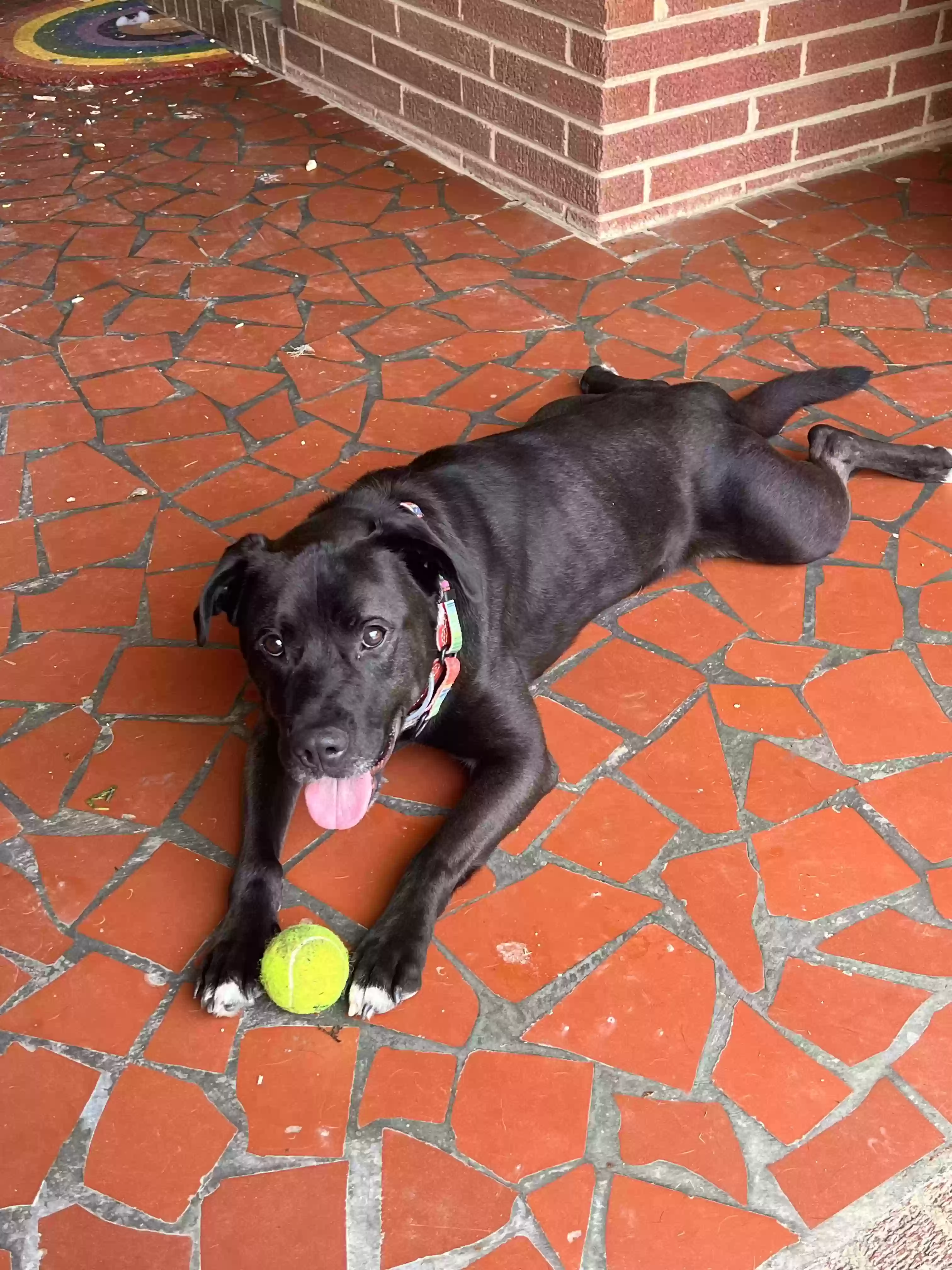 /lostandfound/images/lnfpets/original/173174_photo.webp