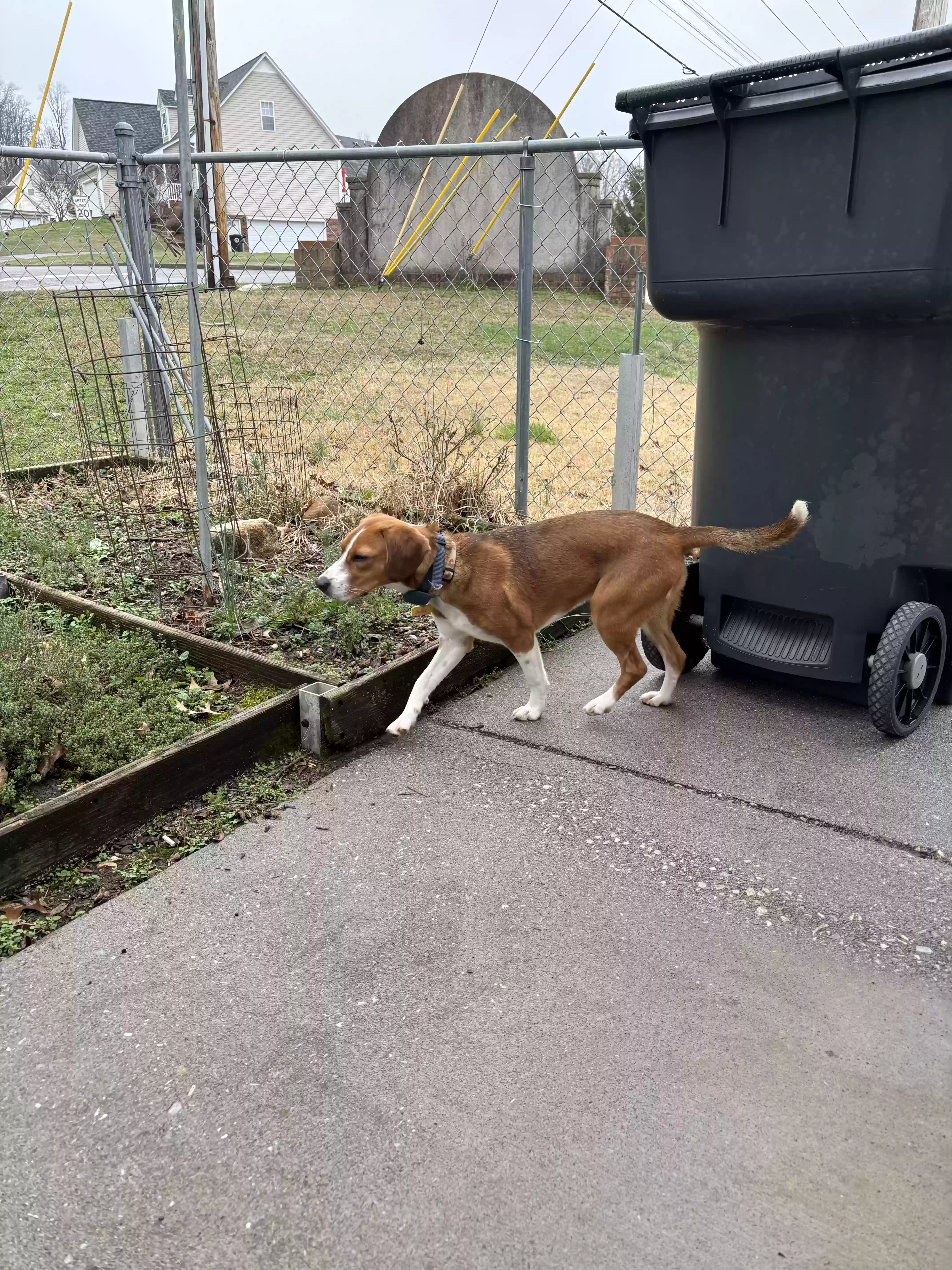 /lostandfound/images/lnfpets/original/173244_photo.webp