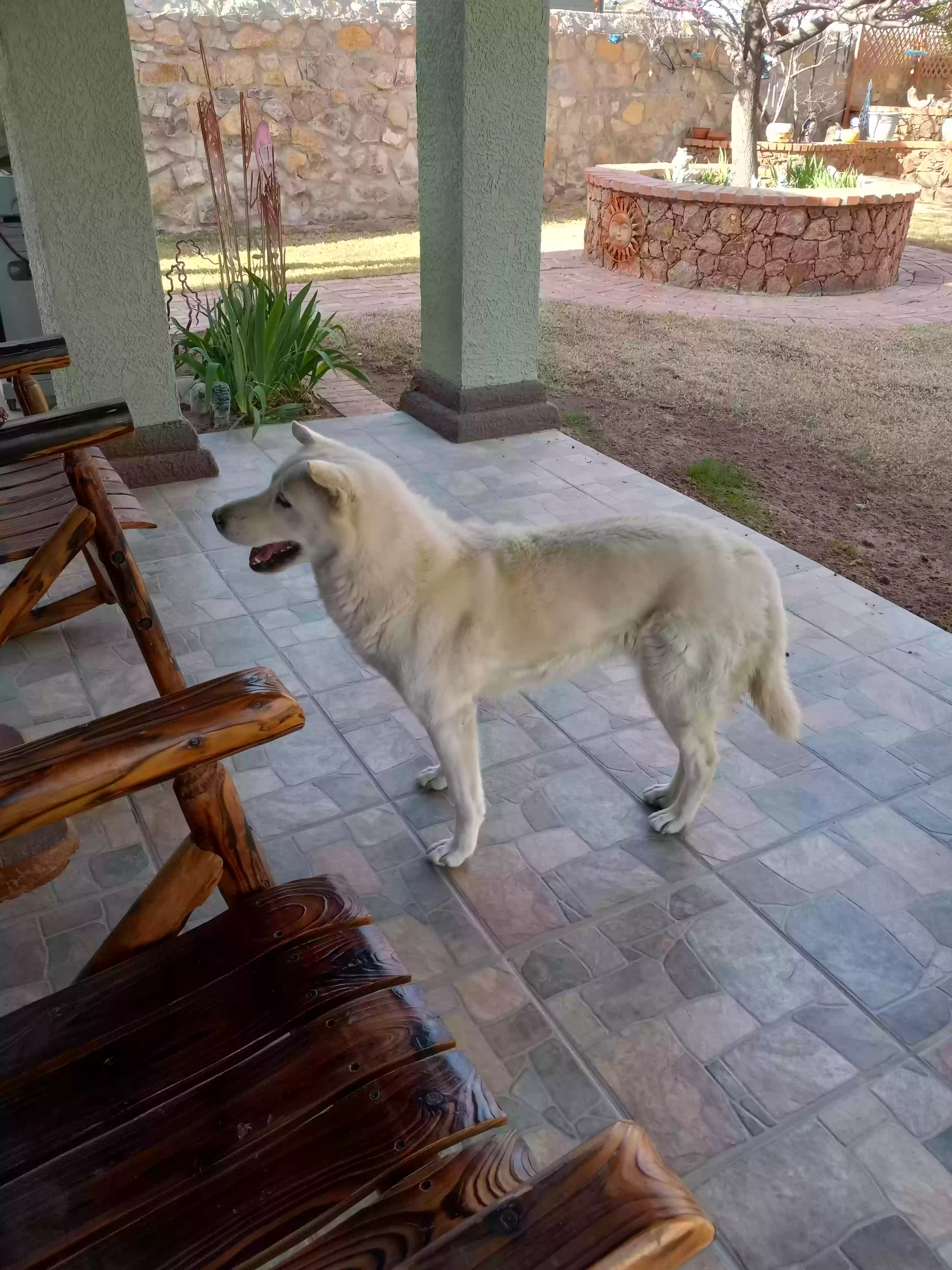 /lostandfound/images/lnfpets/original/173864_photo.webp