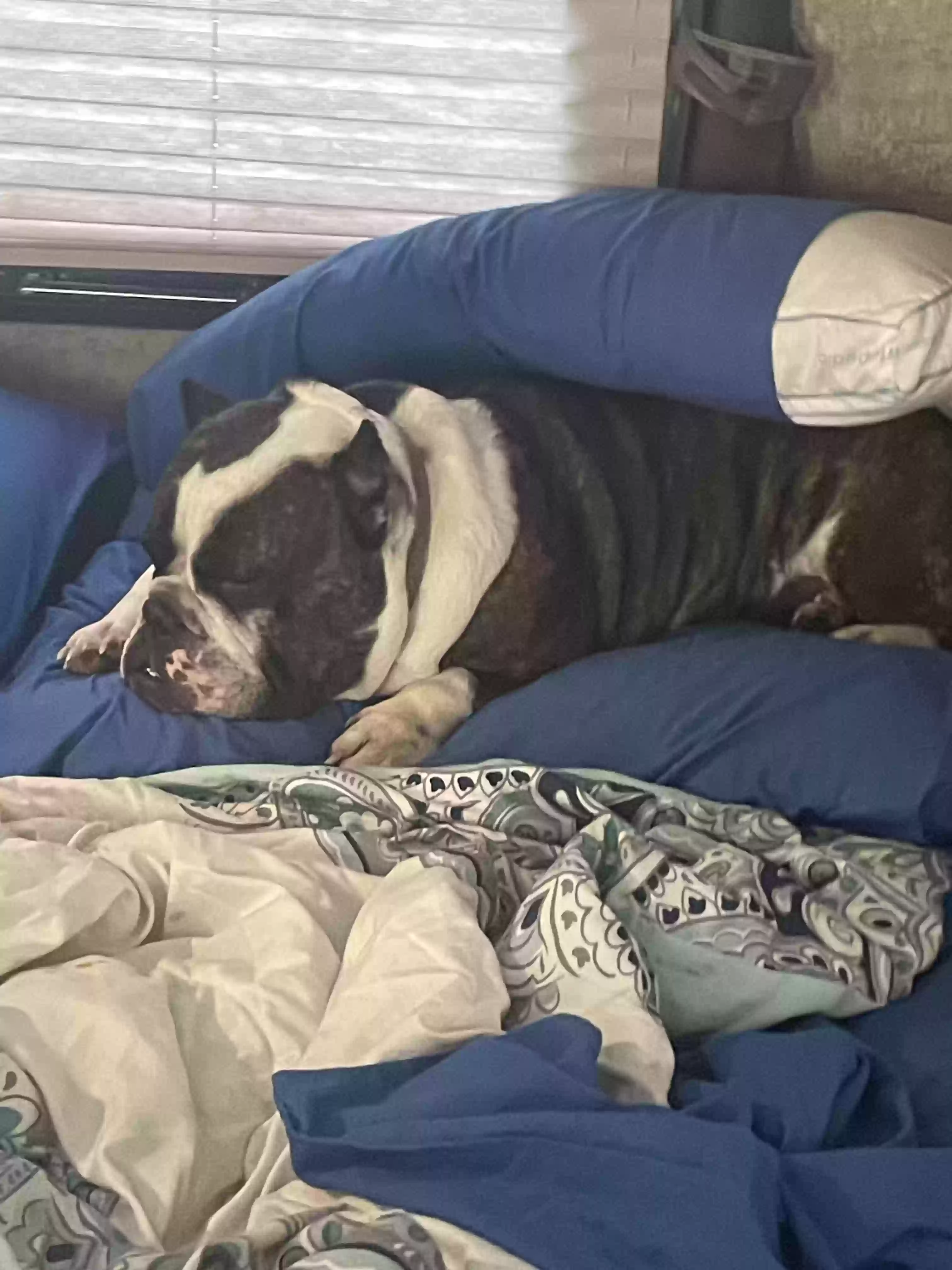 /lostandfound/images/lnfpets/original/173923_photo.webp