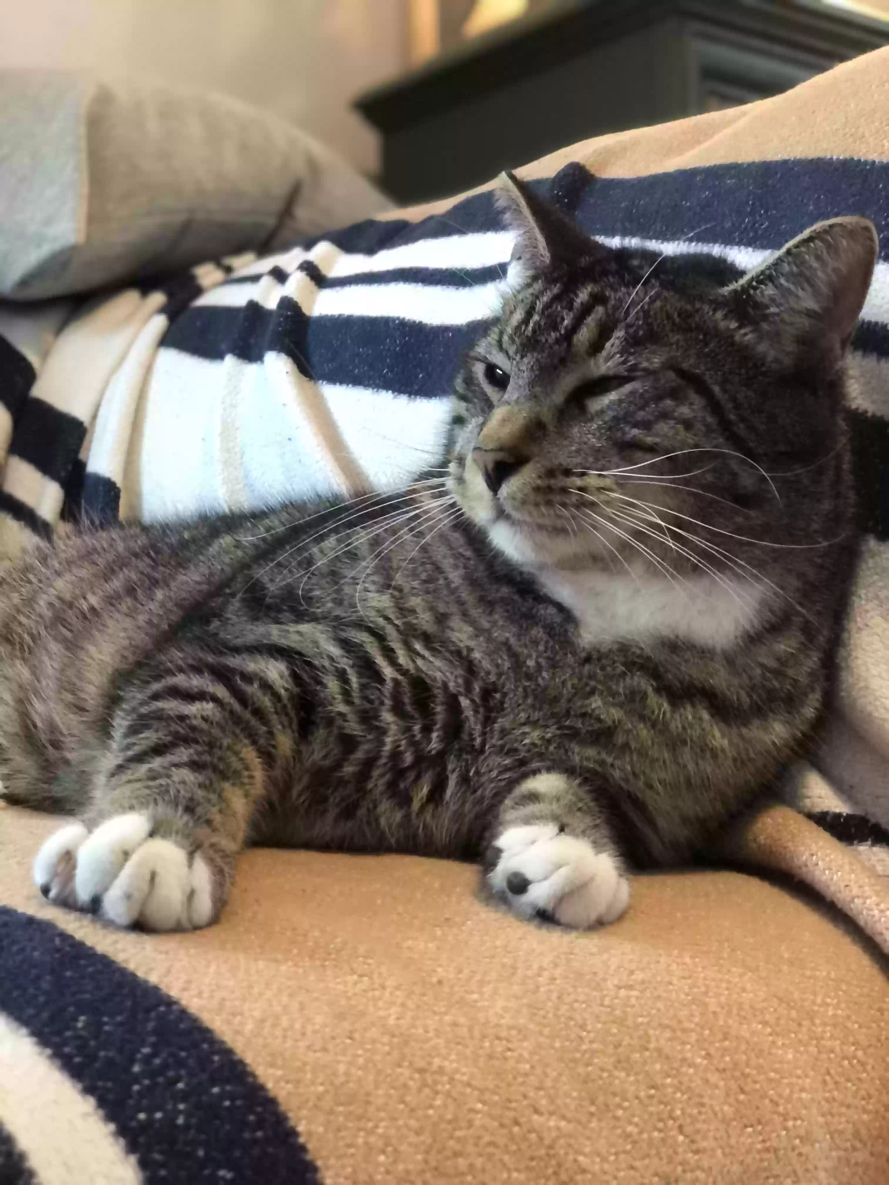 /lostandfound/images/lnfpets/original/174137_photo.webp