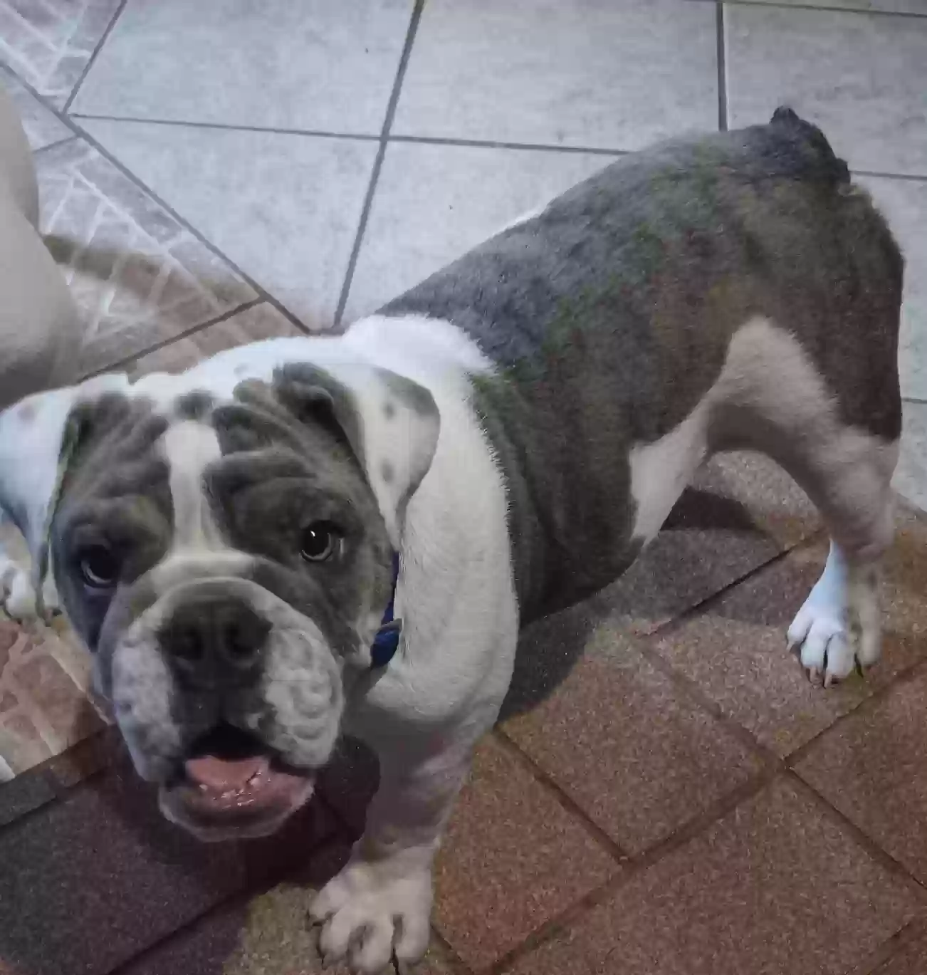 /lostandfound/images/lnfpets/original/174219_photo.webp