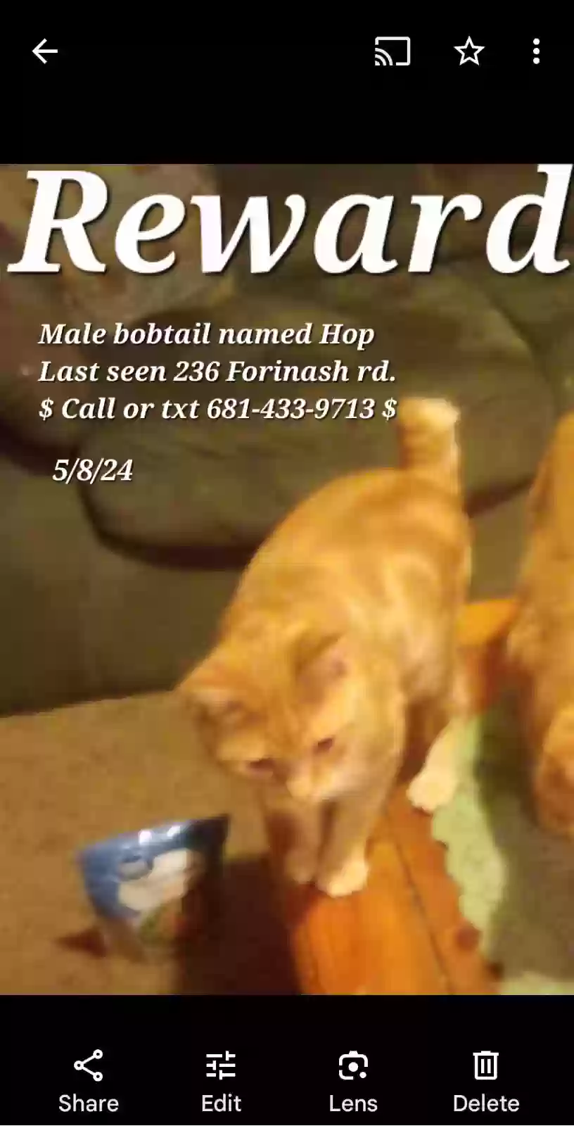 /lostandfound/images/lnfpets/original/175359_photo.webp