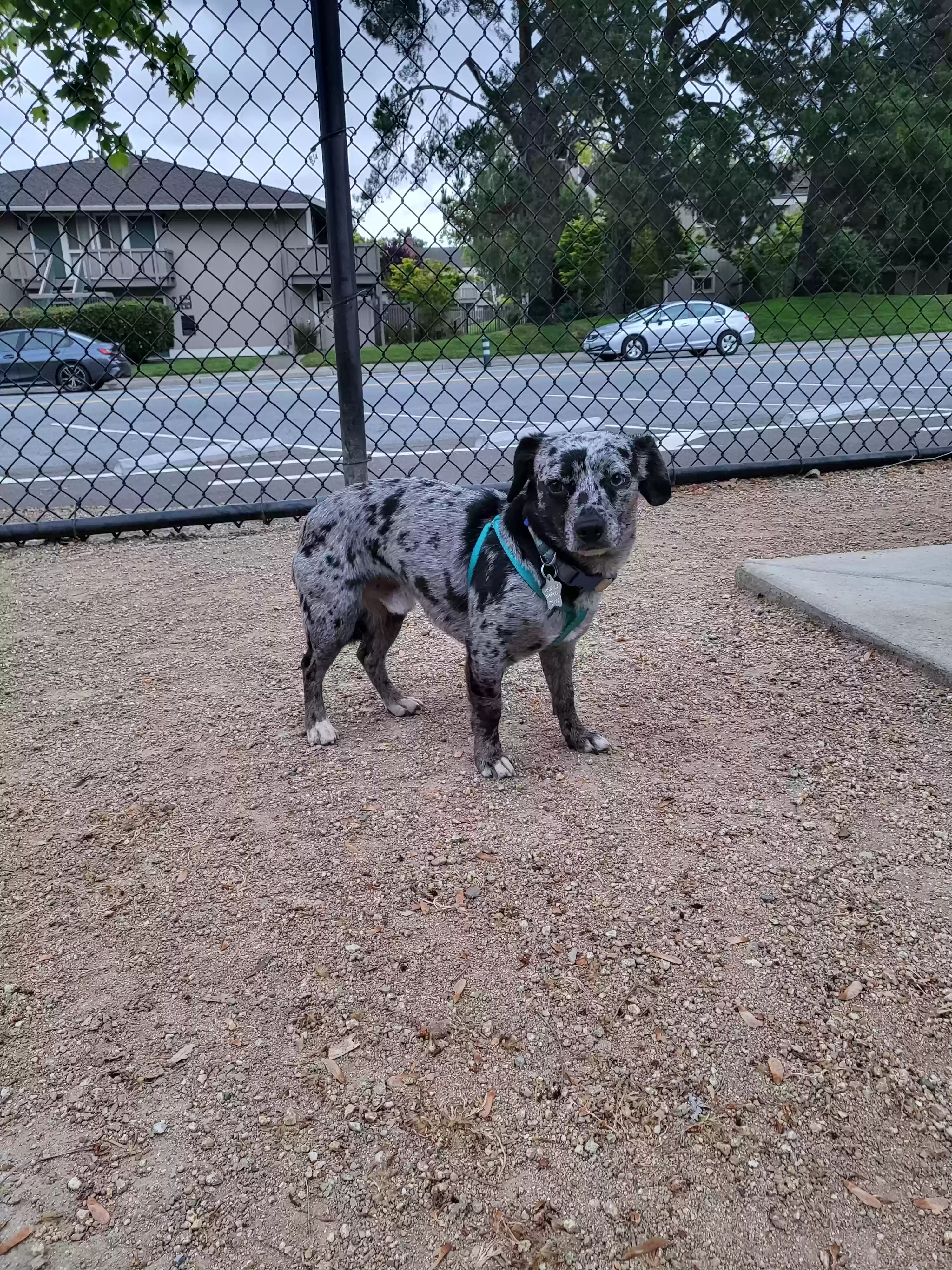 /lostandfound/images/lnfpets/original/175462_photo.webp