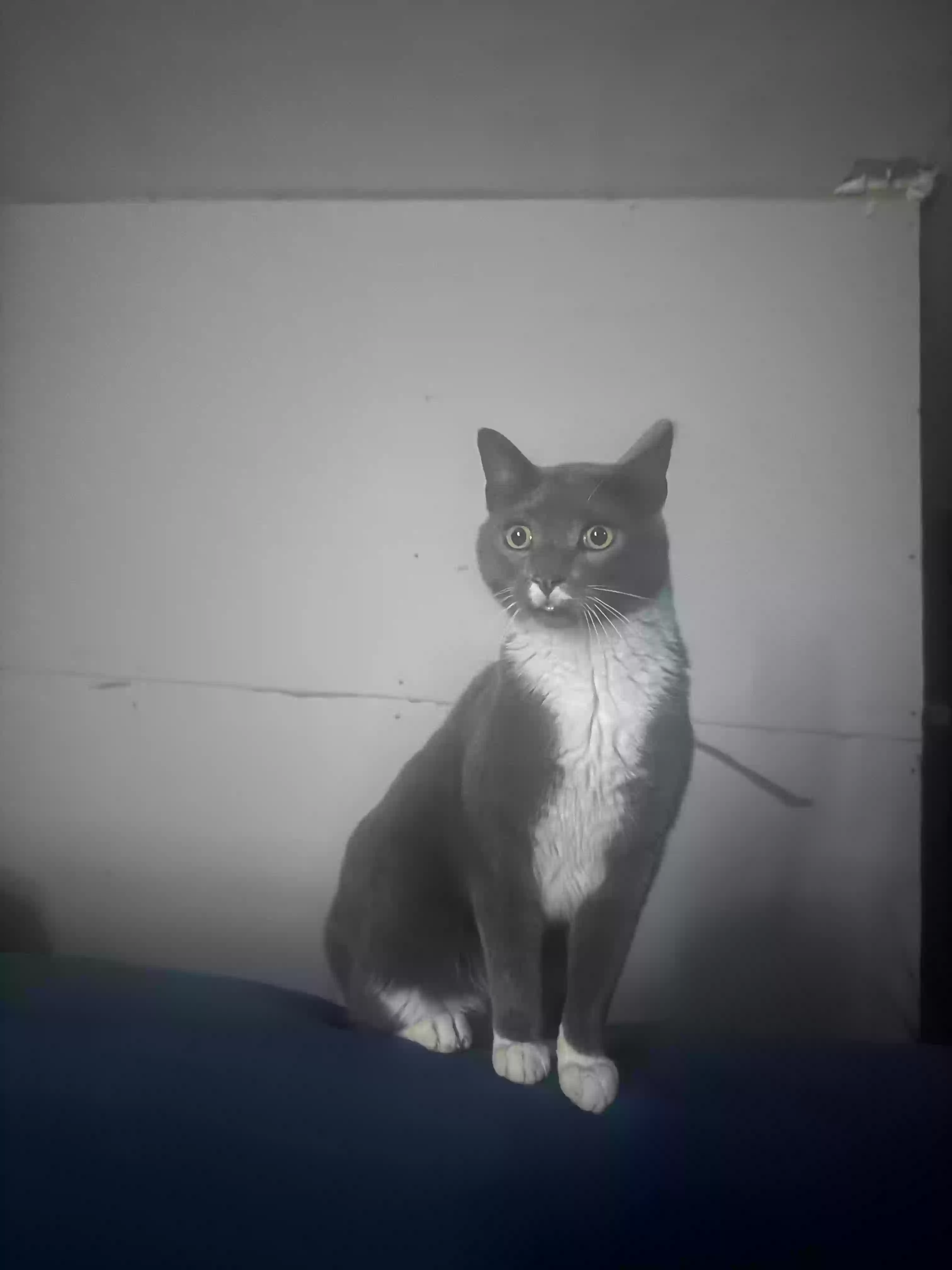 /lostandfound/images/lnfpets/original/175515_photo.webp
