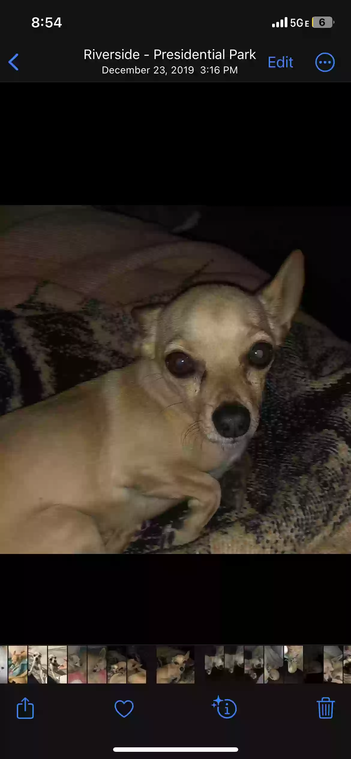 /lostandfound/images/lnfpets/original/175611_photo.webp