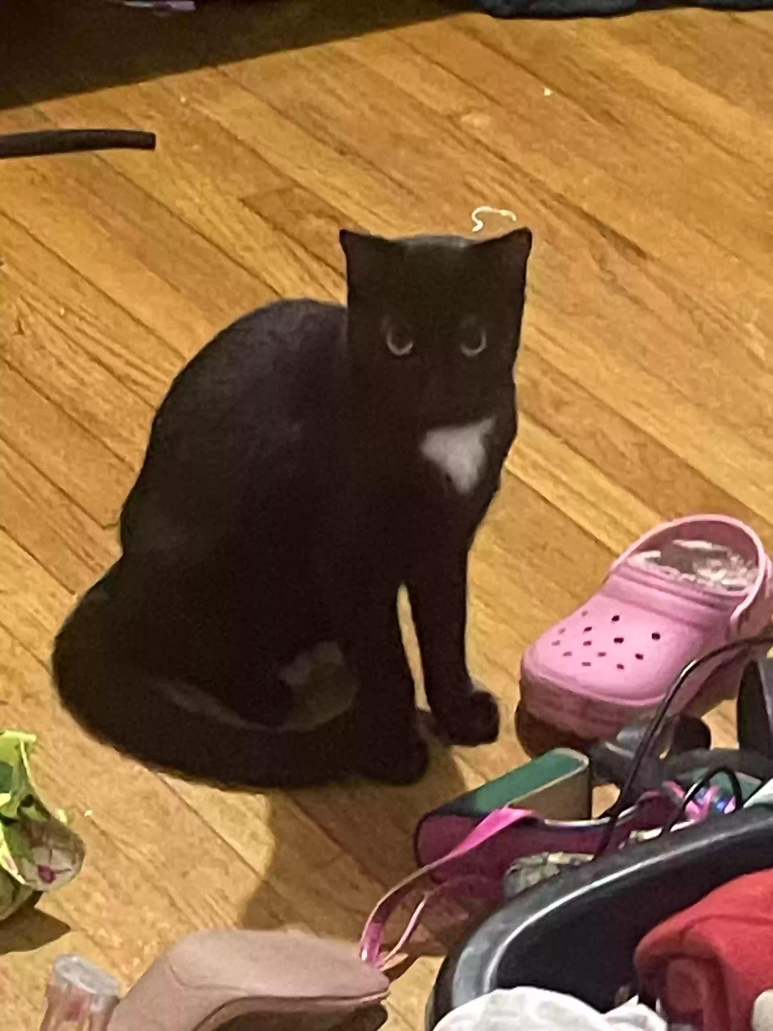 /lostandfound/images/lnfpets/original/175632_photo.webp