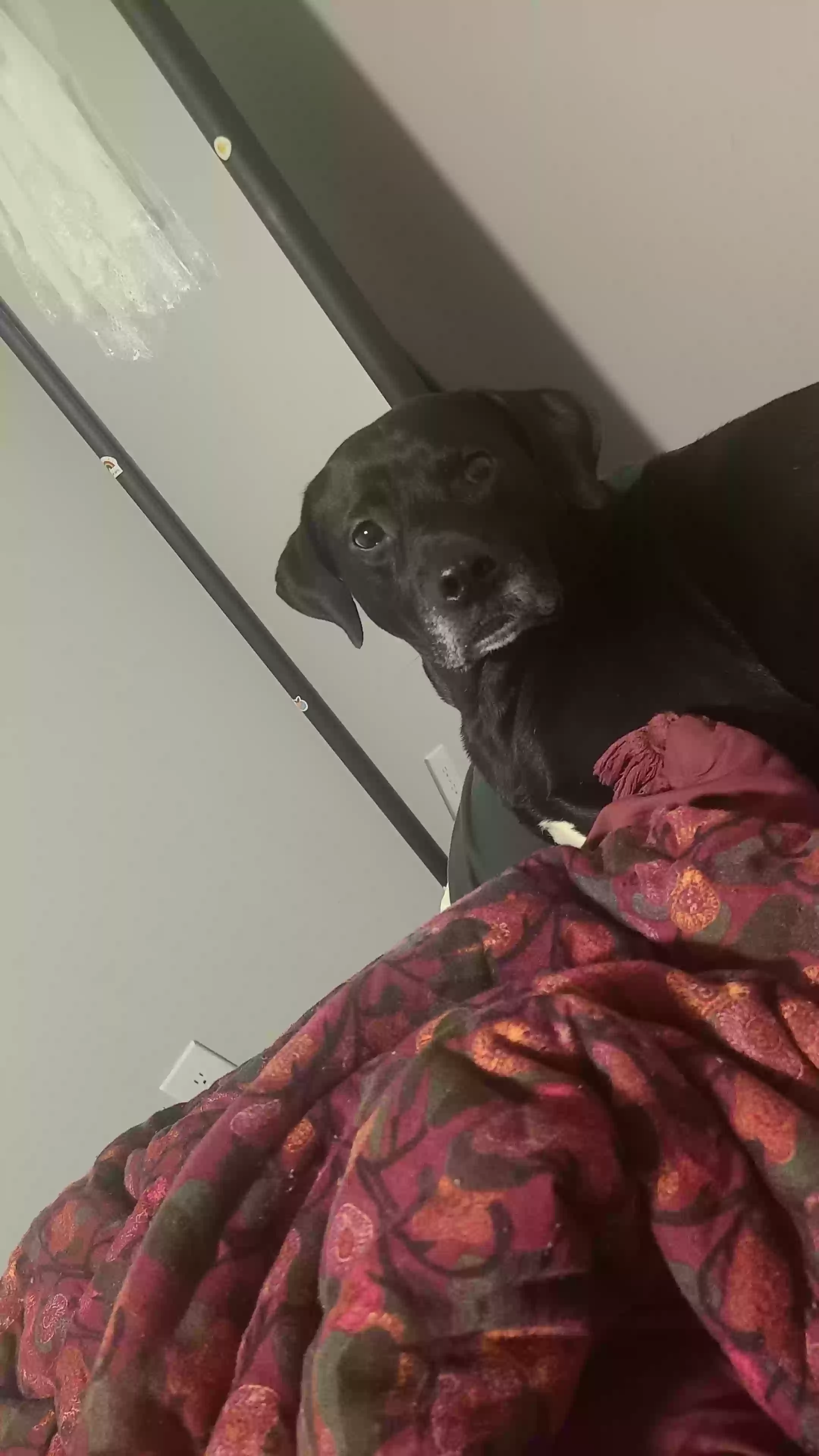 /lostandfound/images/lnfpets/original/175715_1455_Snapchat-721812477.webp
