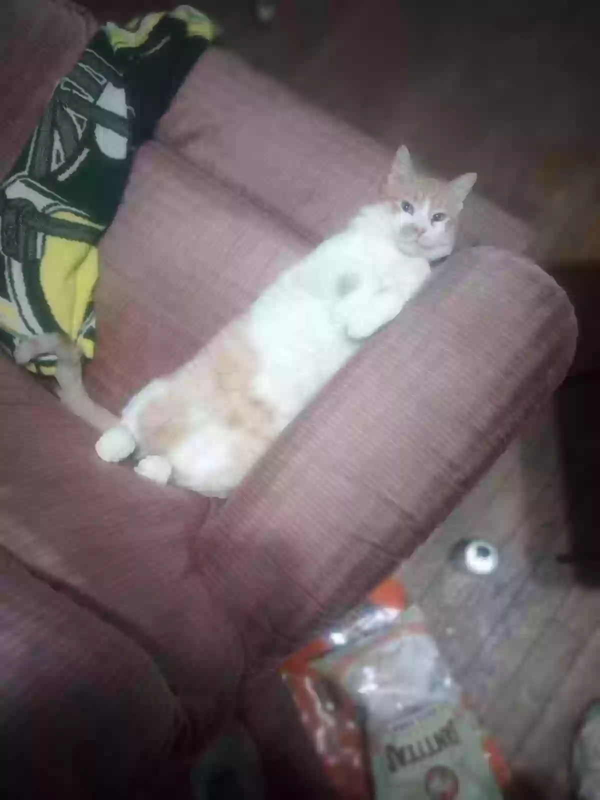 /lostandfound/images/lnfpets/original/175748_photo.webp