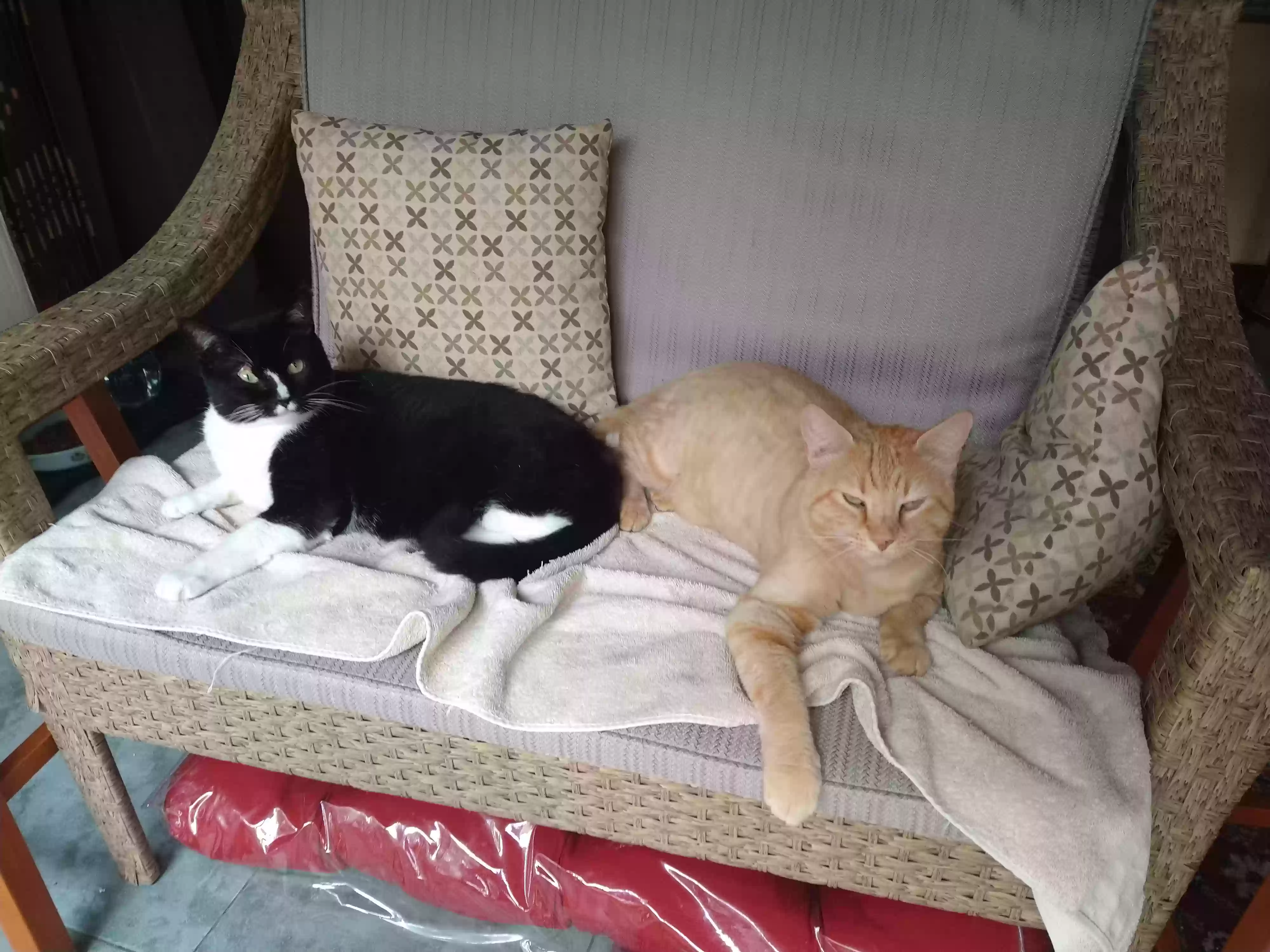 /lostandfound/images/lnfpets/original/175750_photo.webp
