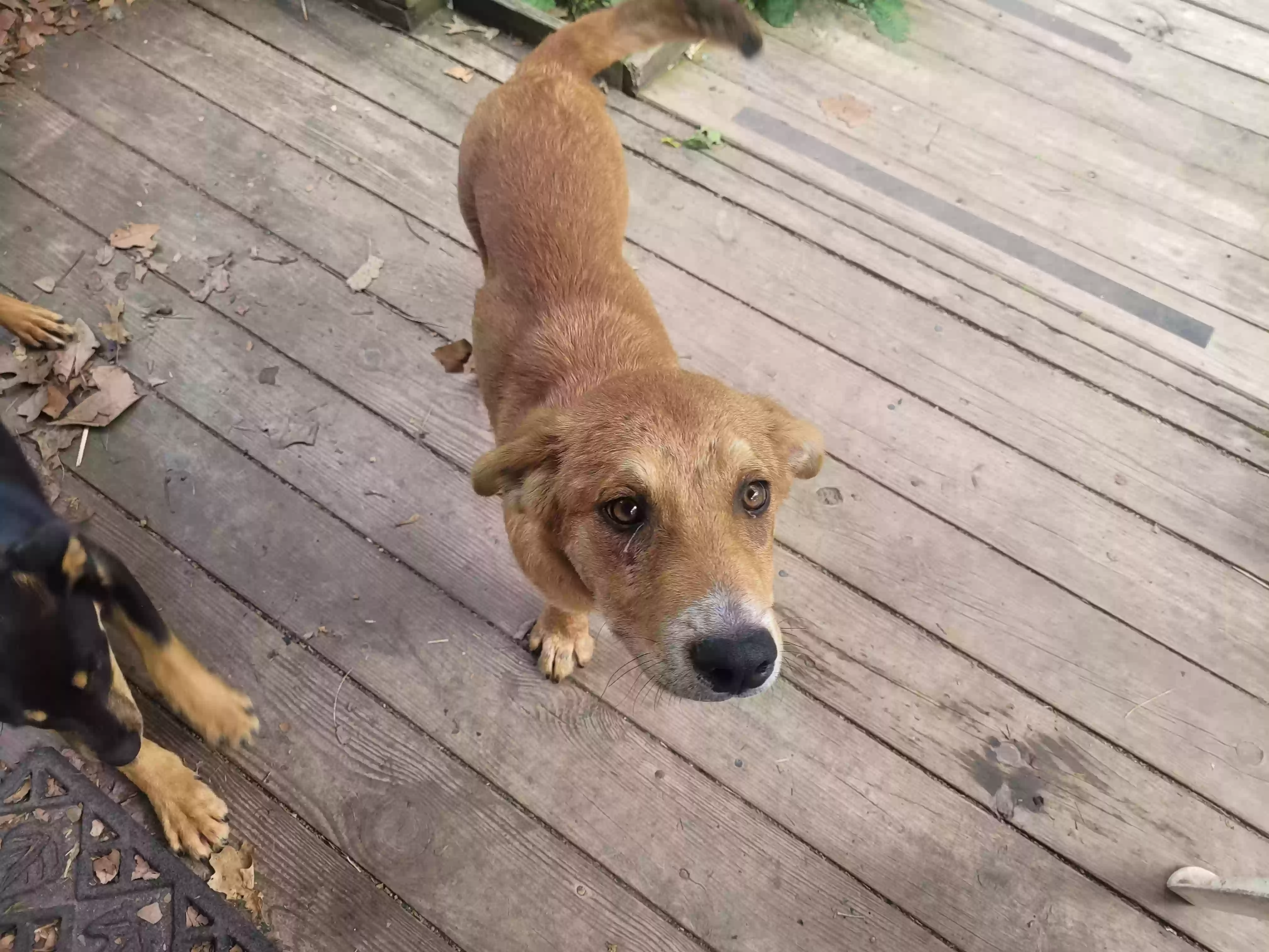 /lostandfound/images/lnfpets/original/175764_photo.webp