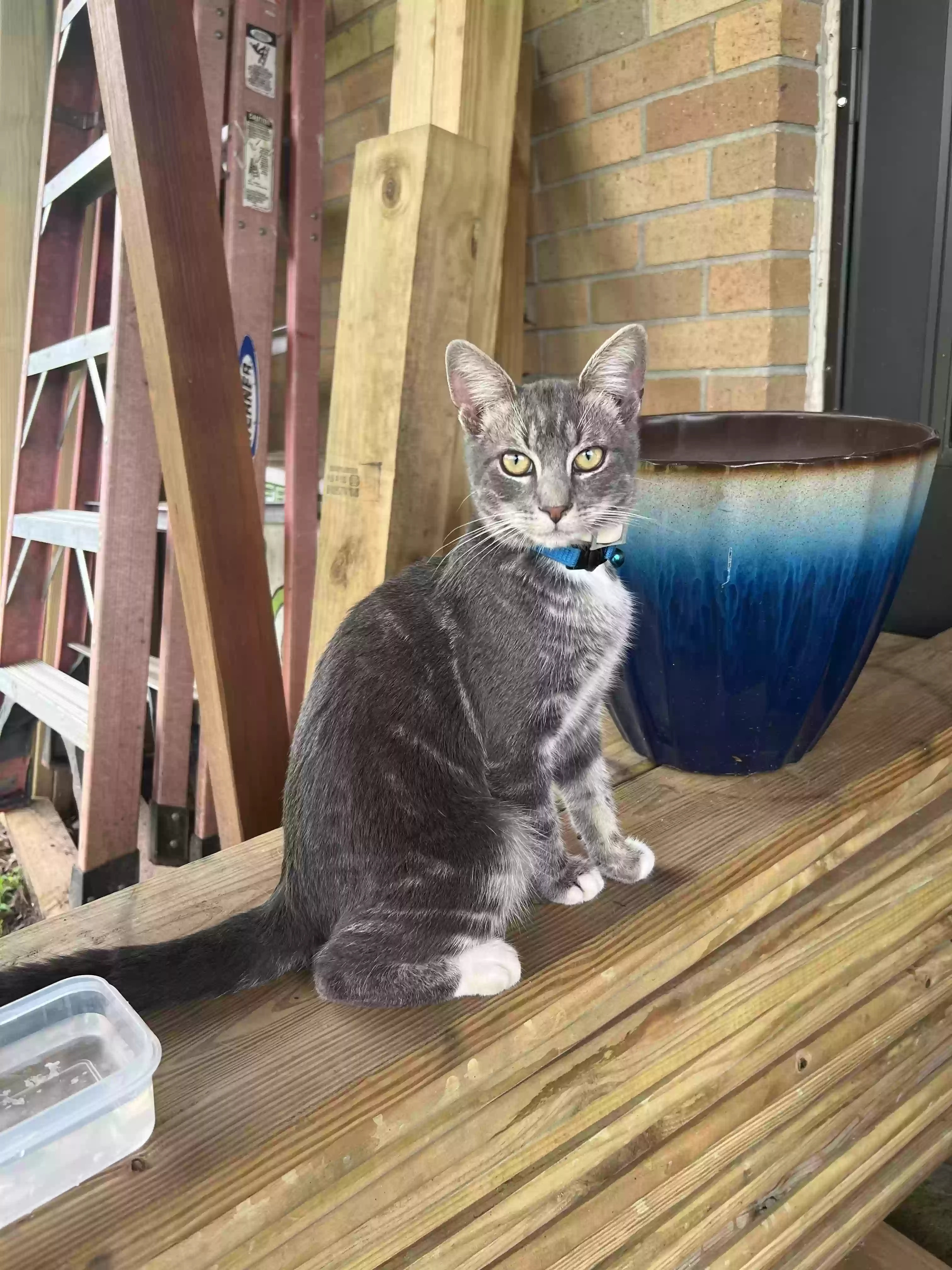 /lostandfound/images/lnfpets/original/175808_photo.webp