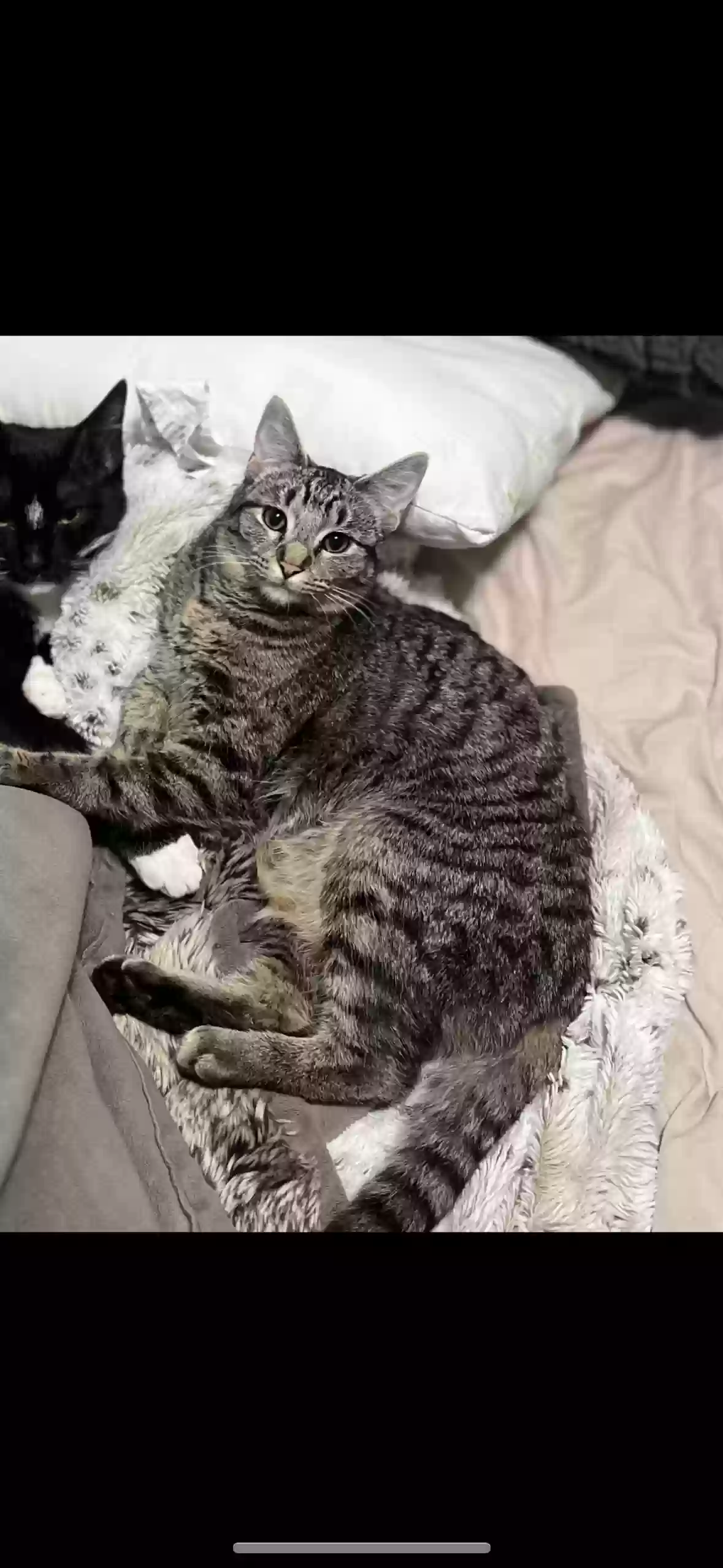 /lostandfound/images/lnfpets/original/175949_photo.webp