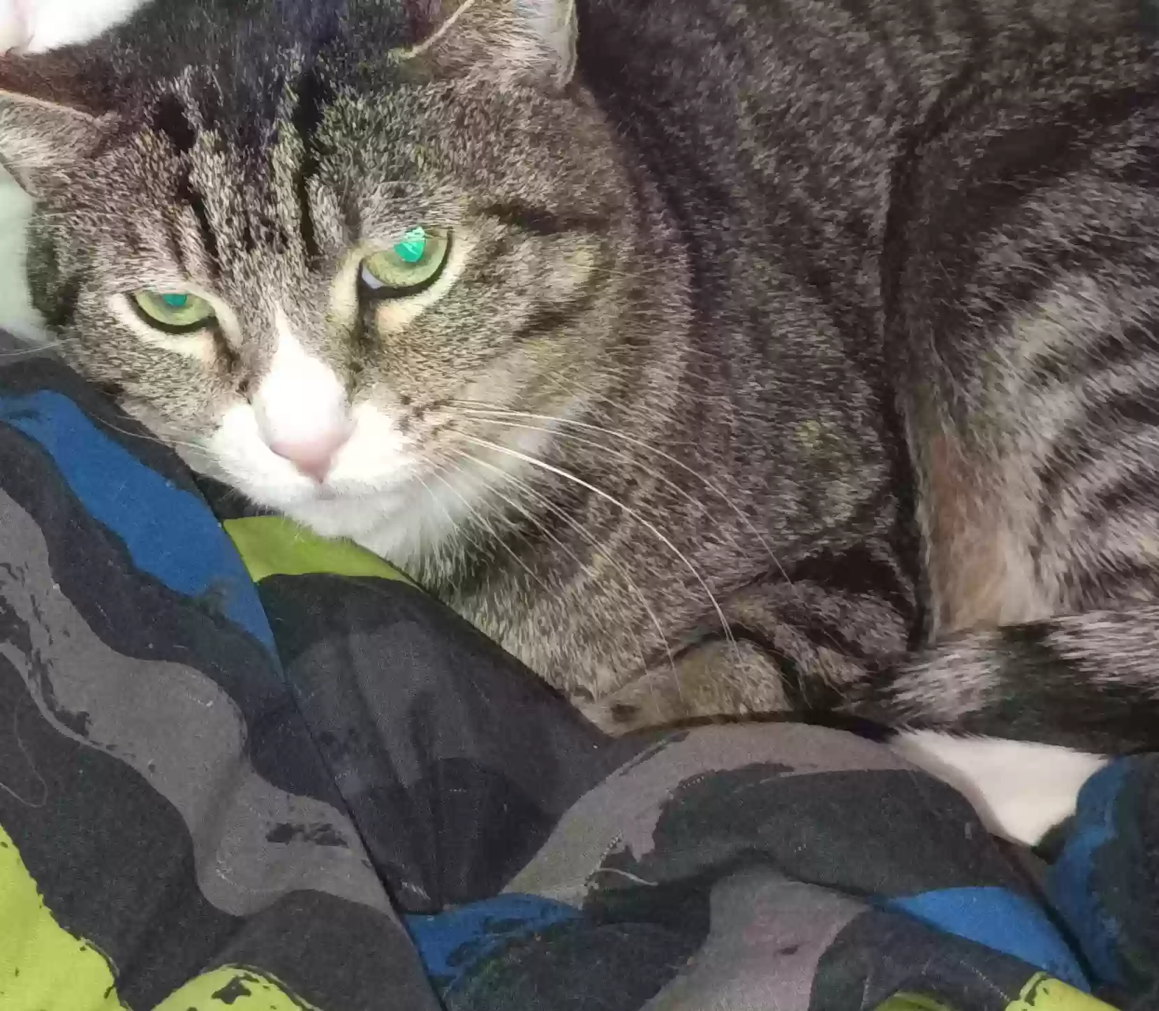 /lostandfound/images/lnfpets/original/175953_photo.webp