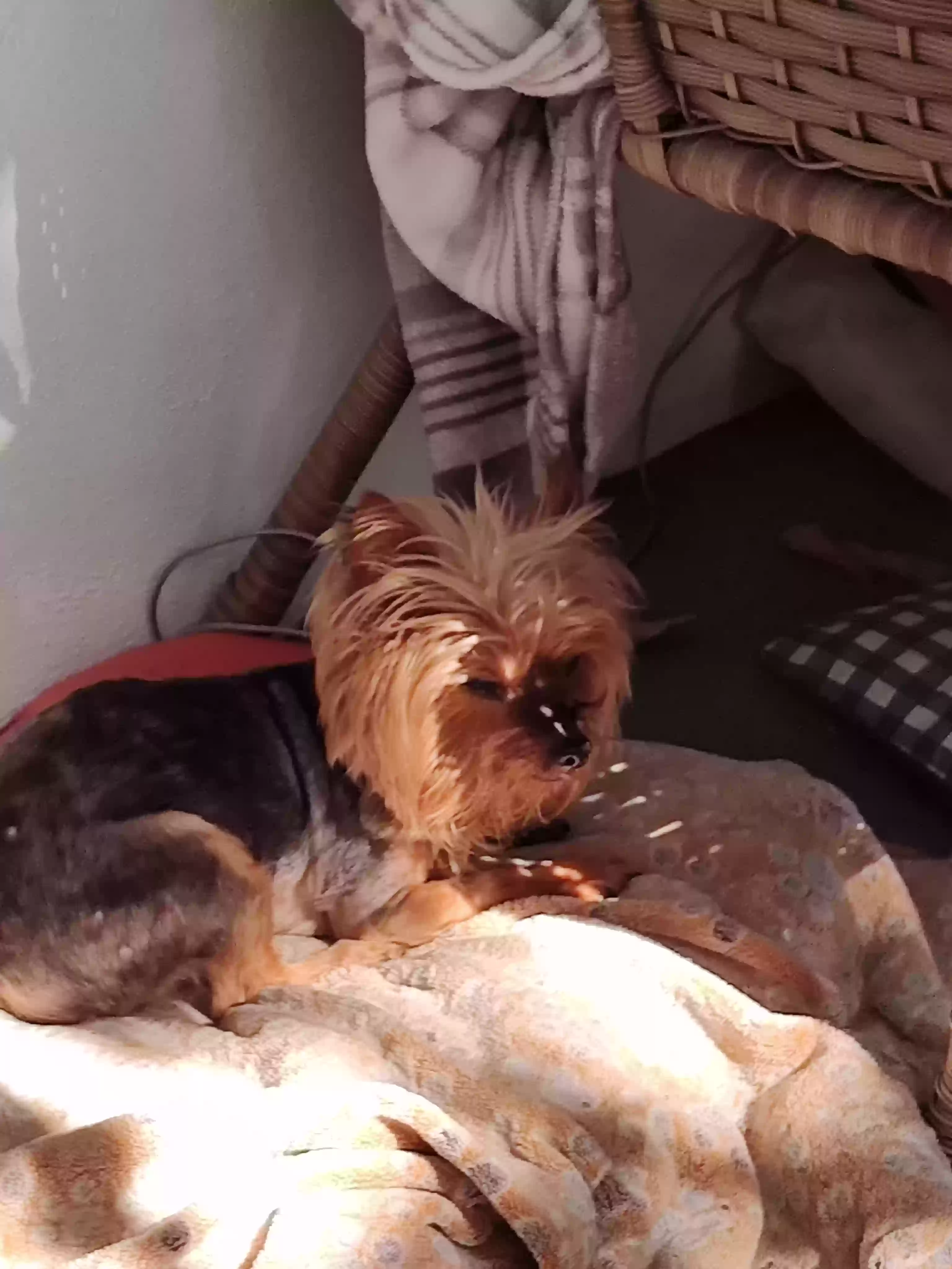 /lostandfound/images/lnfpets/original/176004_photo.webp