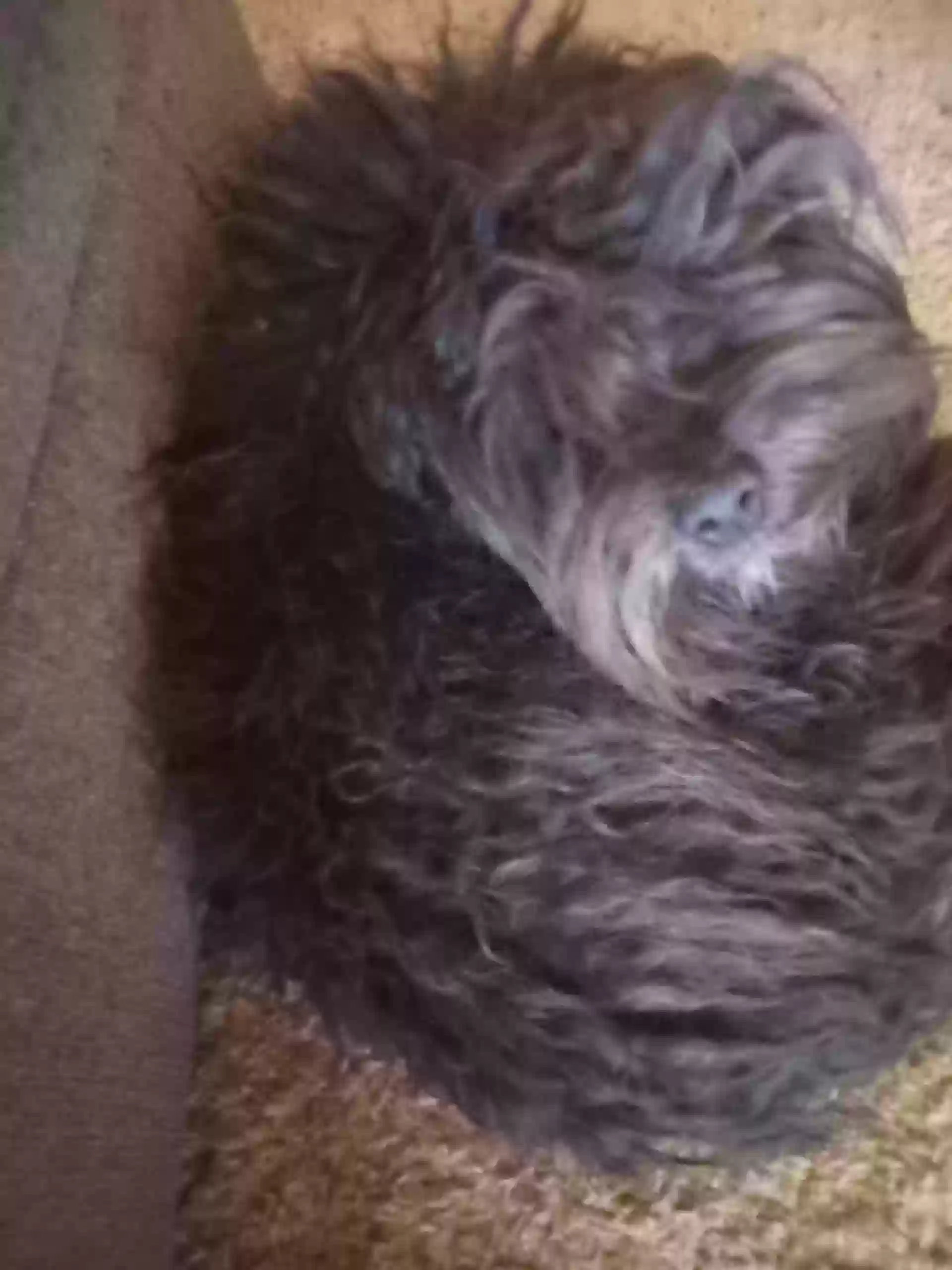 /lostandfound/images/lnfpets/original/176092_photo.webp