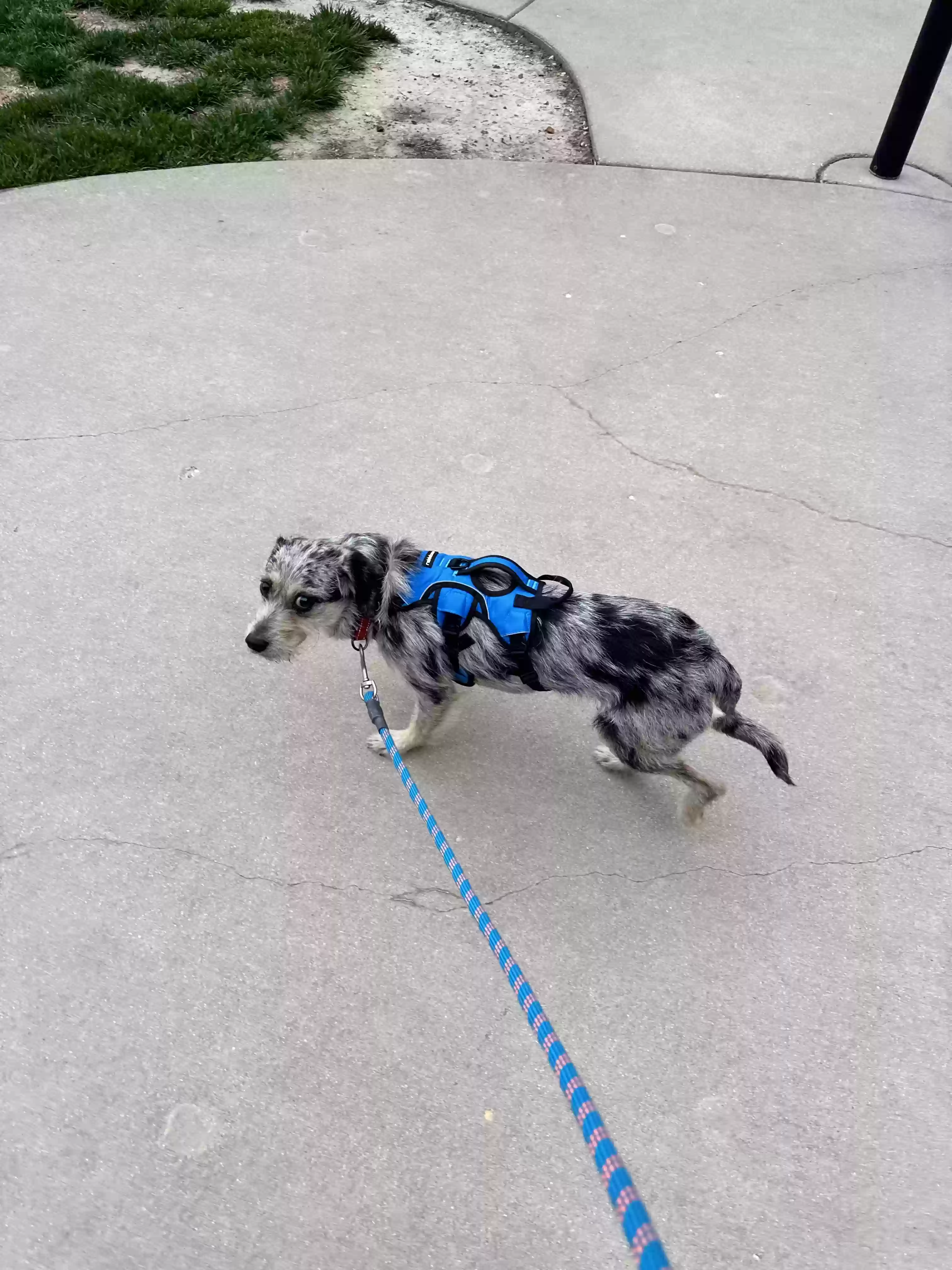 /lostandfound/images/lnfpets/original/176220_photo.webp