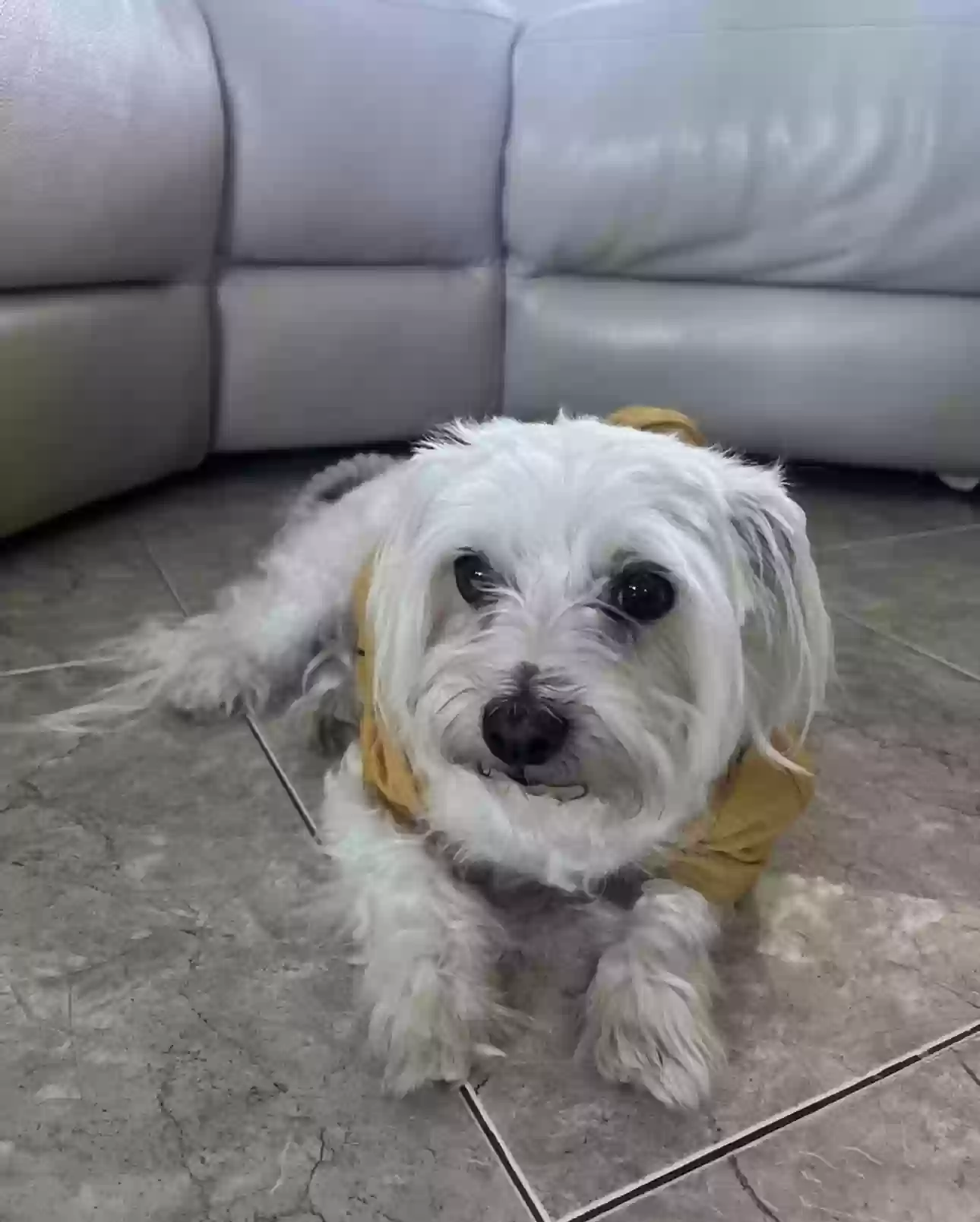 /lostandfound/images/lnfpets/original/176273_photo.webp