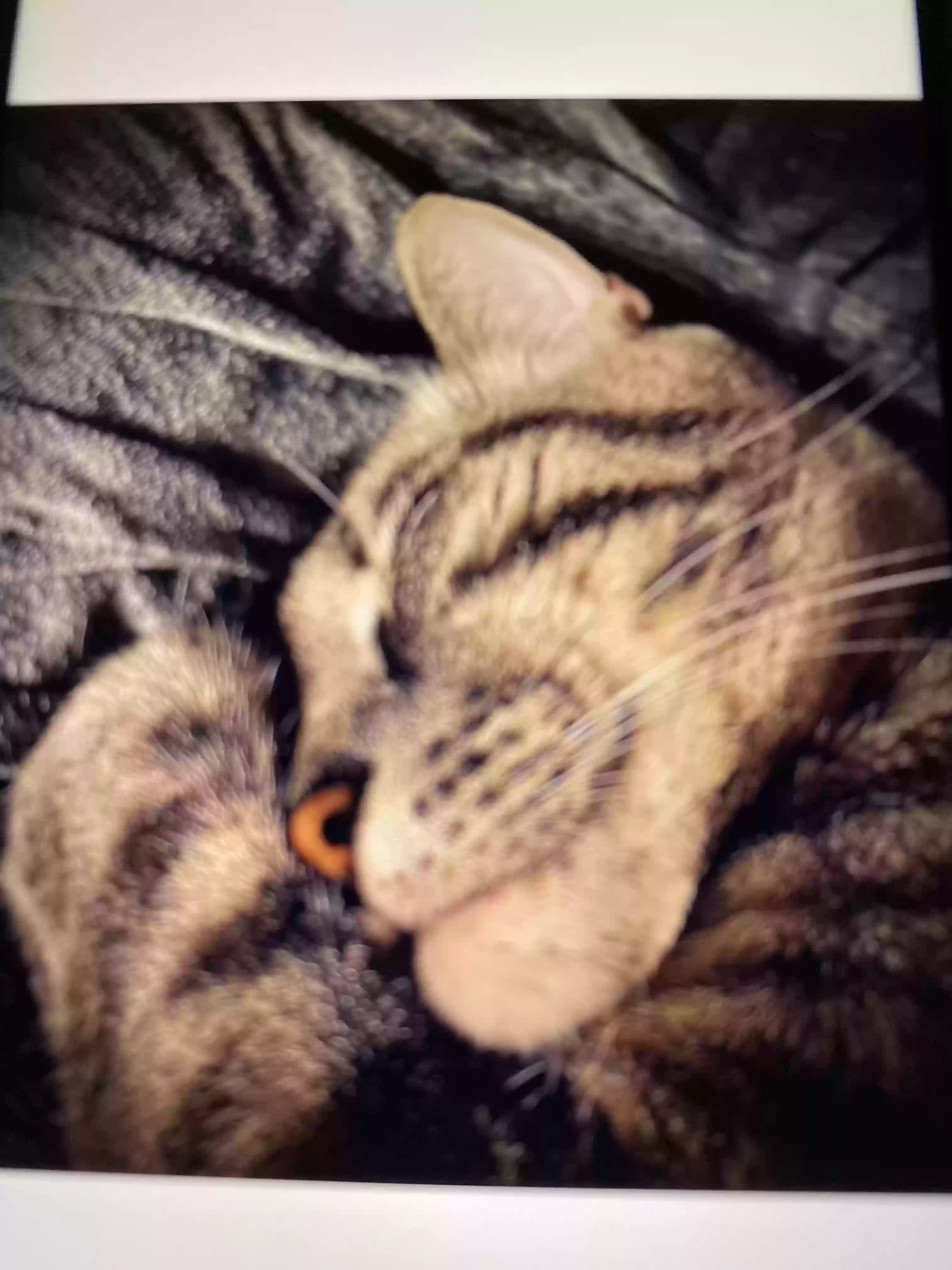 /lostandfound/images/lnfpets/original/176343_photo.webp