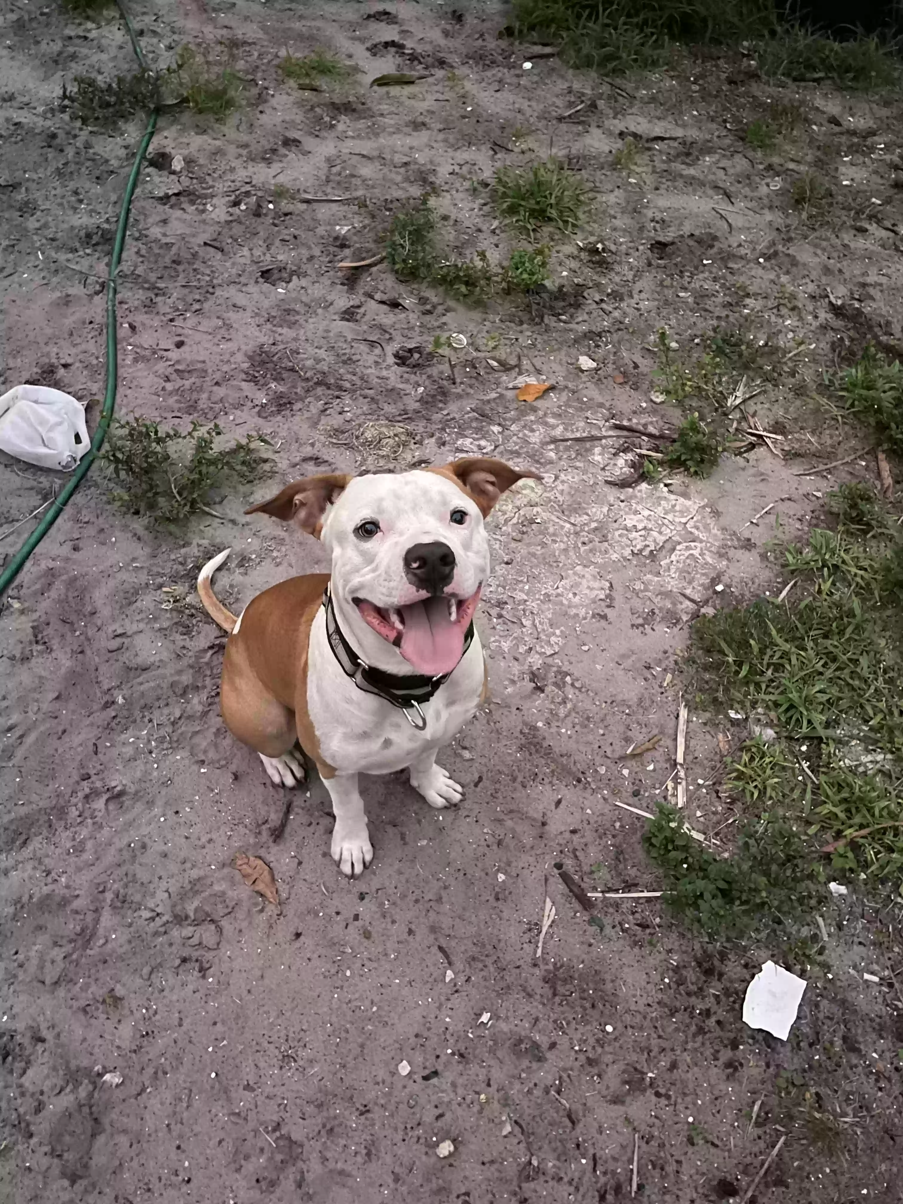 /lostandfound/images/lnfpets/original/176379_photo.webp