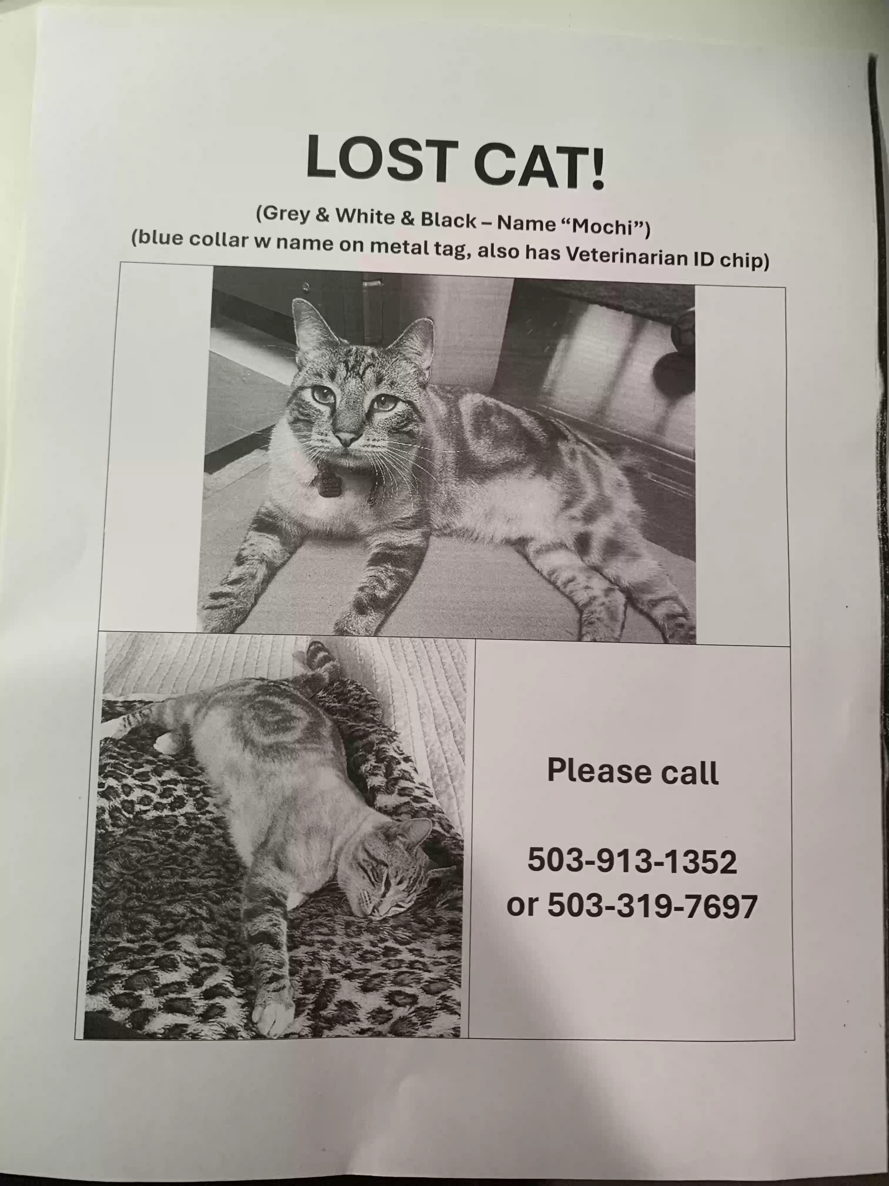 /lostandfound/images/lnfpets/original/176513_photo.webp