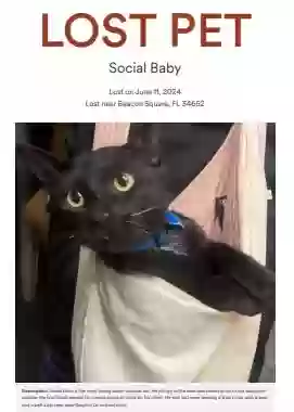 /lostandfound/images/lnfpets/original/176529_4074_Screenshot_20240614-200823.webp