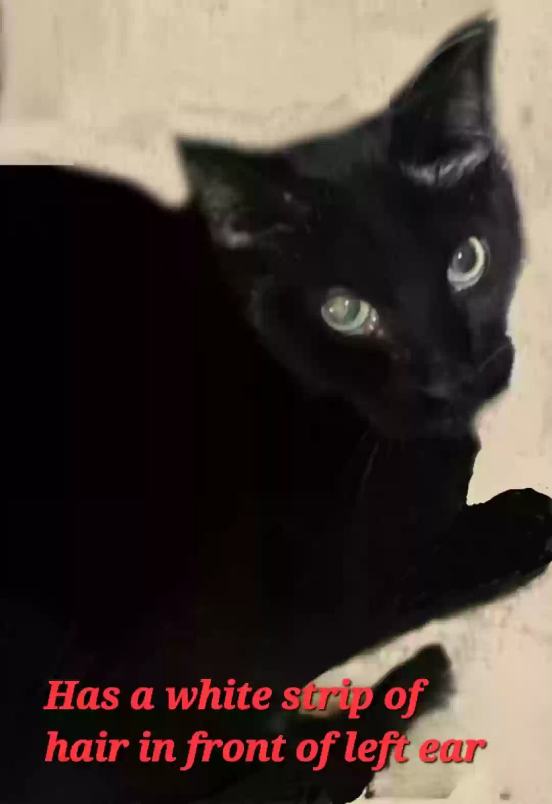 /lostandfound/images/lnfpets/original/176583_photo.webp