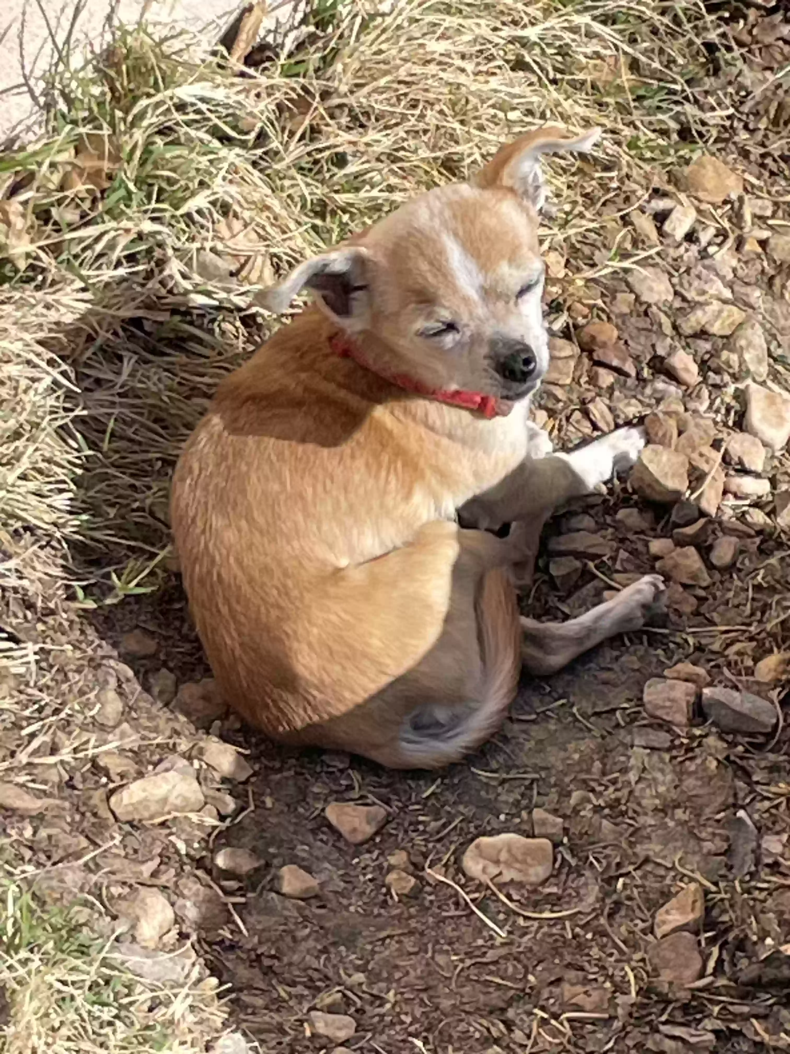 /lostandfound/images/lnfpets/original/176604_photo.webp